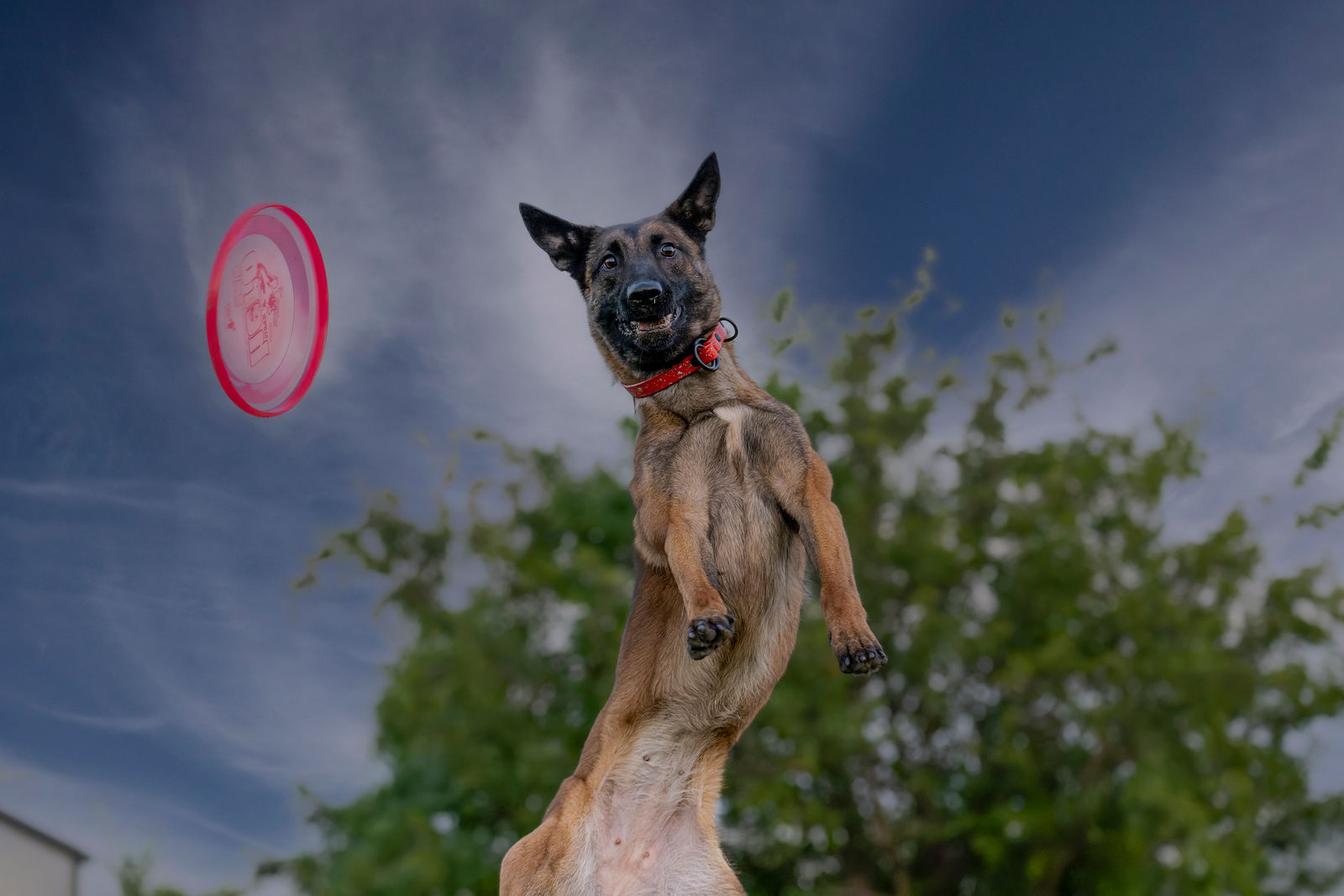 UpDog July event 3 by Phil McKinney