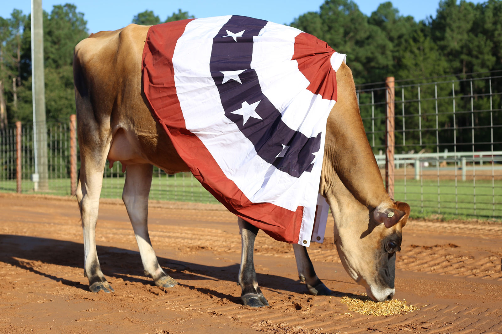 (2021 Dairyland Classic Registered Dairy Show) by K. Williams Photography