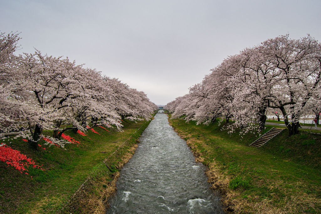 A river running between two rows of cherry trees in bloom, Nagano