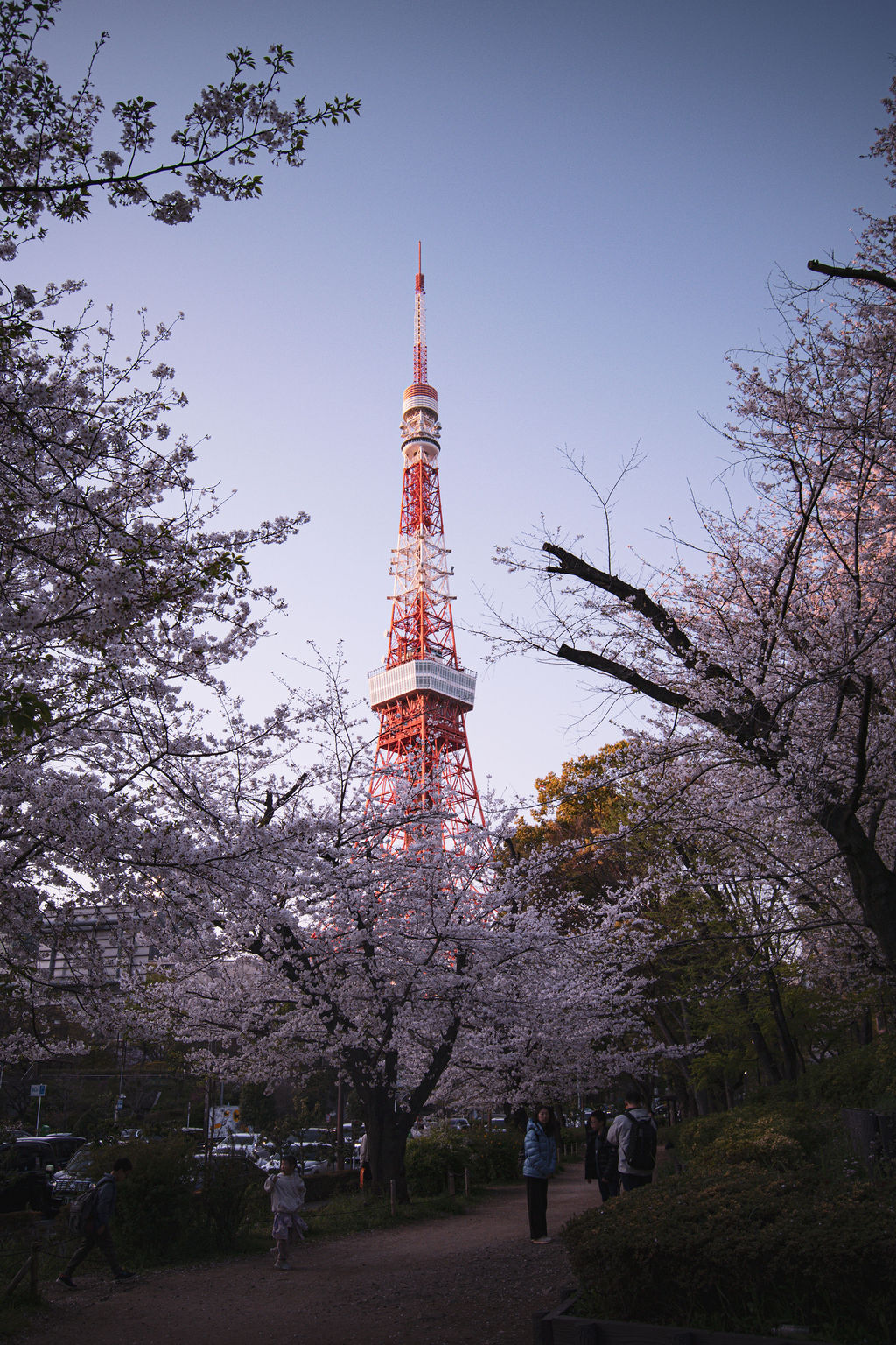 Tokyo Tower framed by cherry blossoms