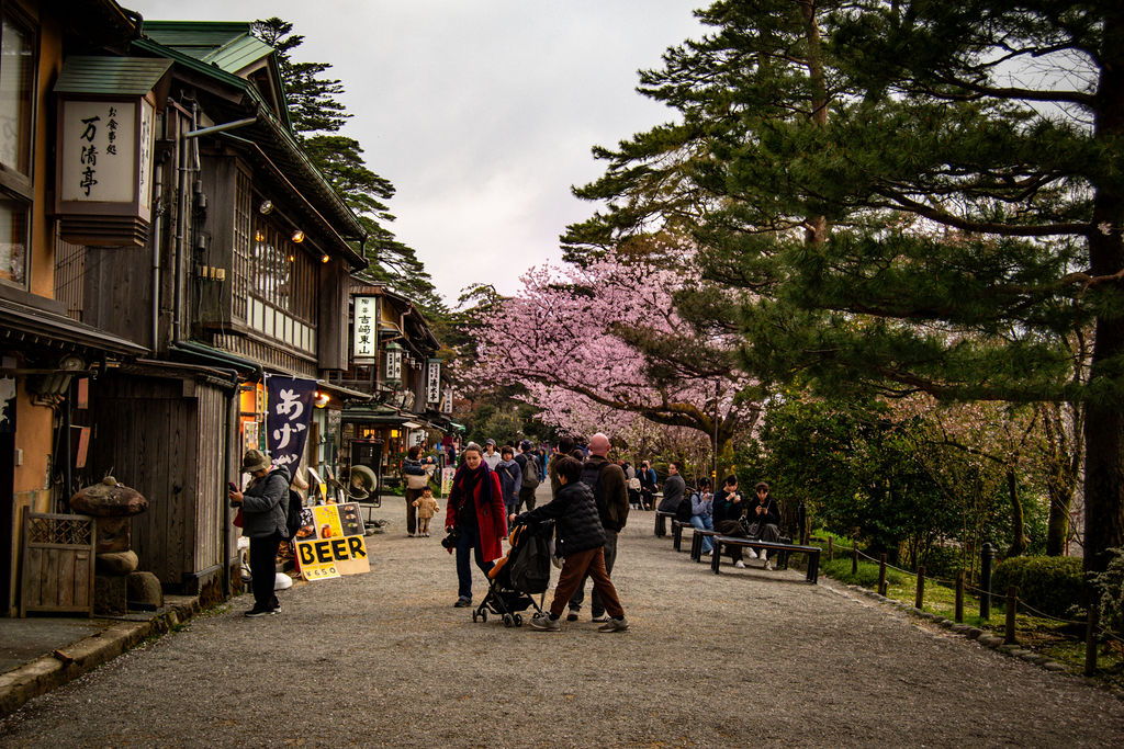 Wooden shopfronts and cherry blossoms on an old street in Kanazawa