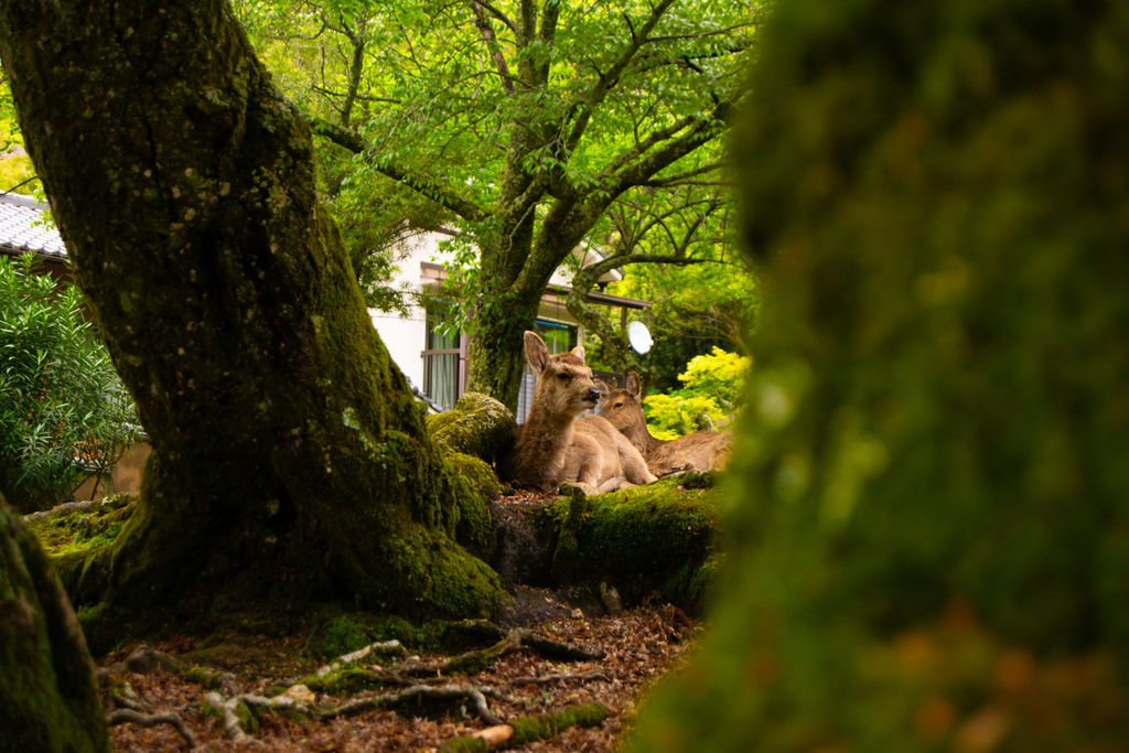 A deer resting under a mossy tree, Miyajima