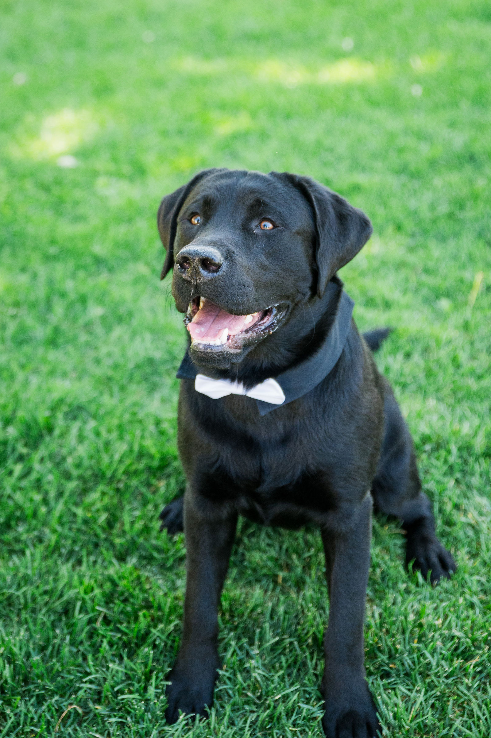 Black labrador in a bow tie at a Colorado wedding