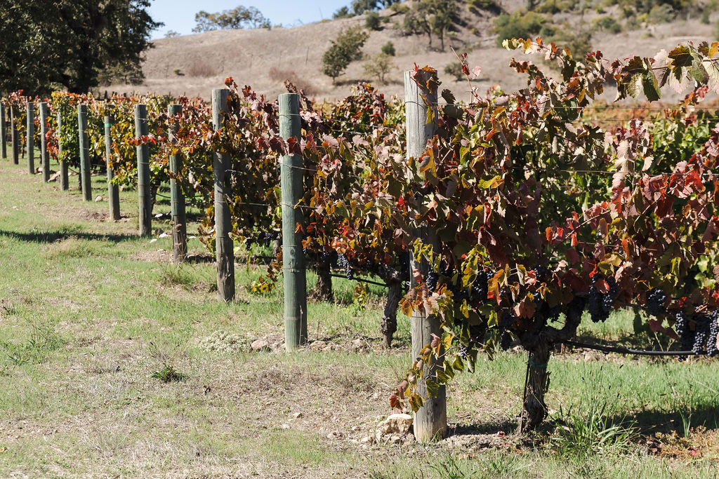 Fall color at a Wine Country wedding in Sonoma County