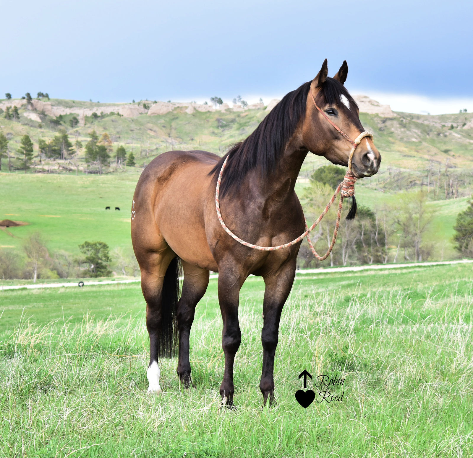 Legend Buttes Horse Sale by Legend Buttes Unlimited