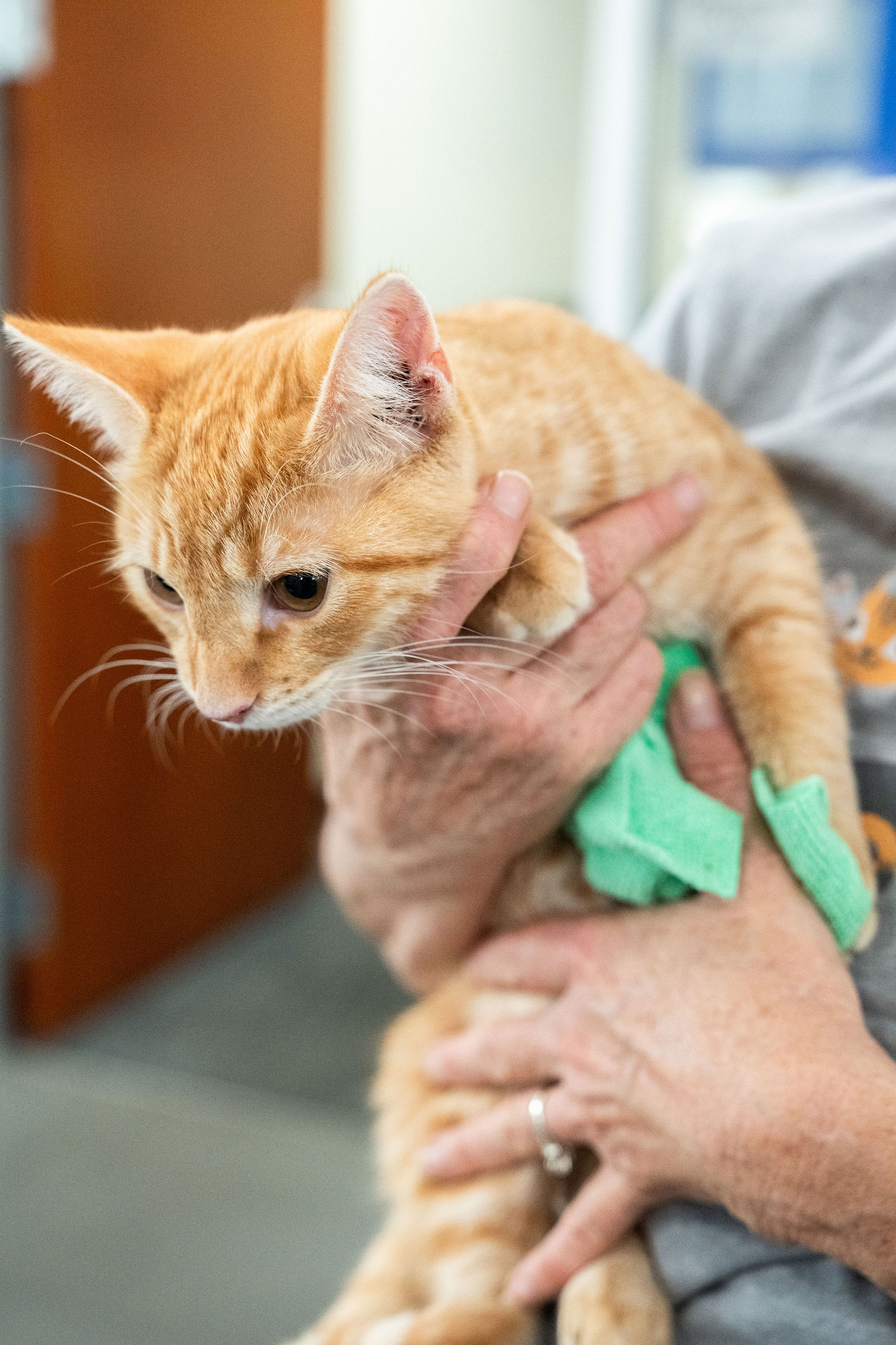 Tips & Tails TNR Adoption Event 49