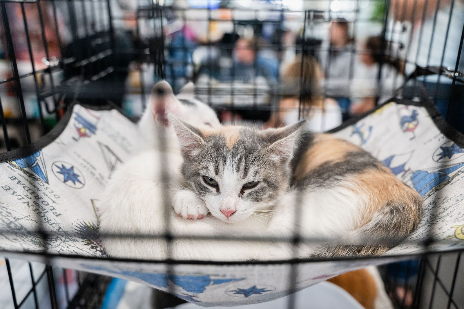 Tips & Tails TNR Adoption Event 3