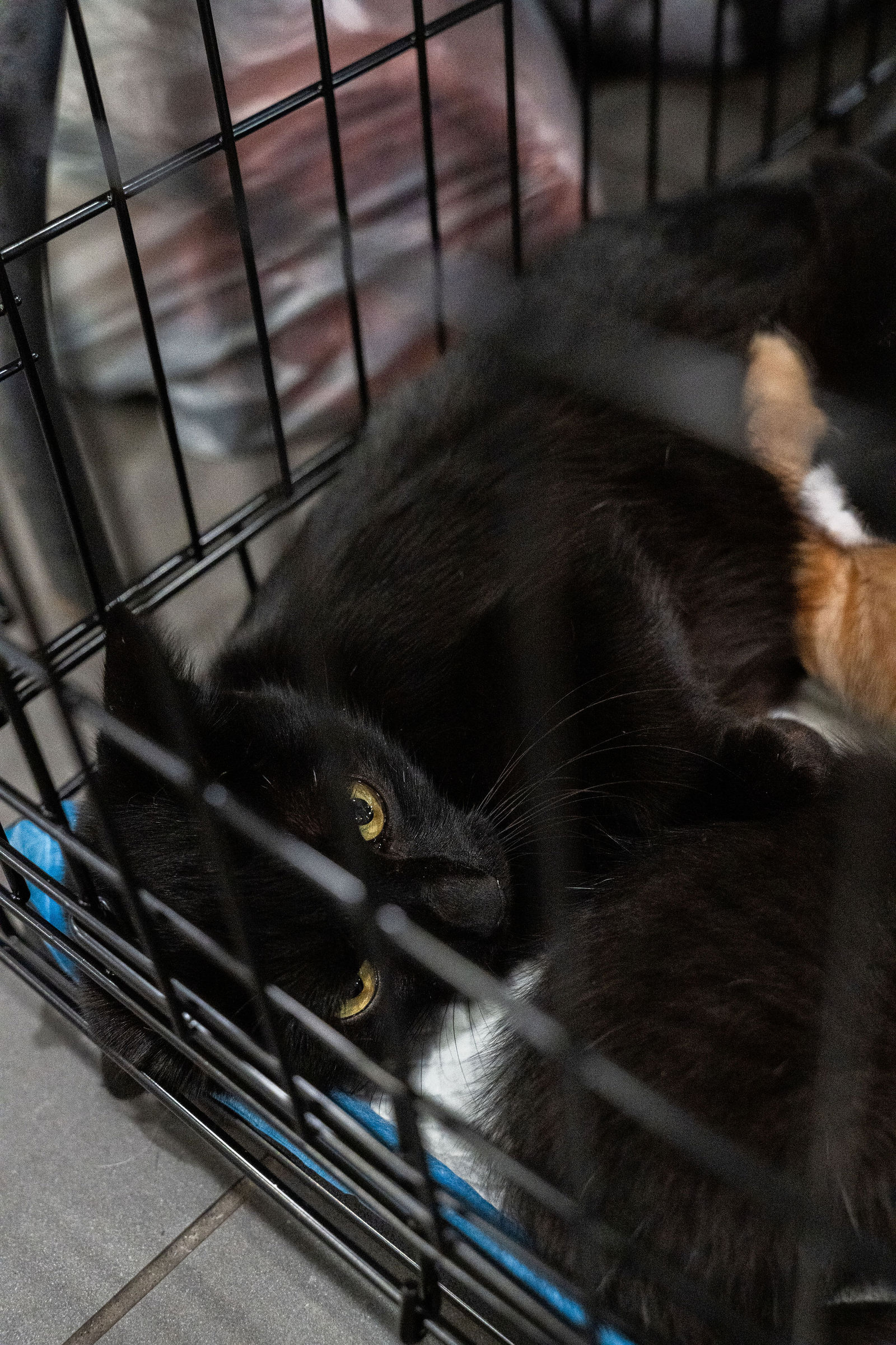 Tips & Tails TNR Adoption Event 56