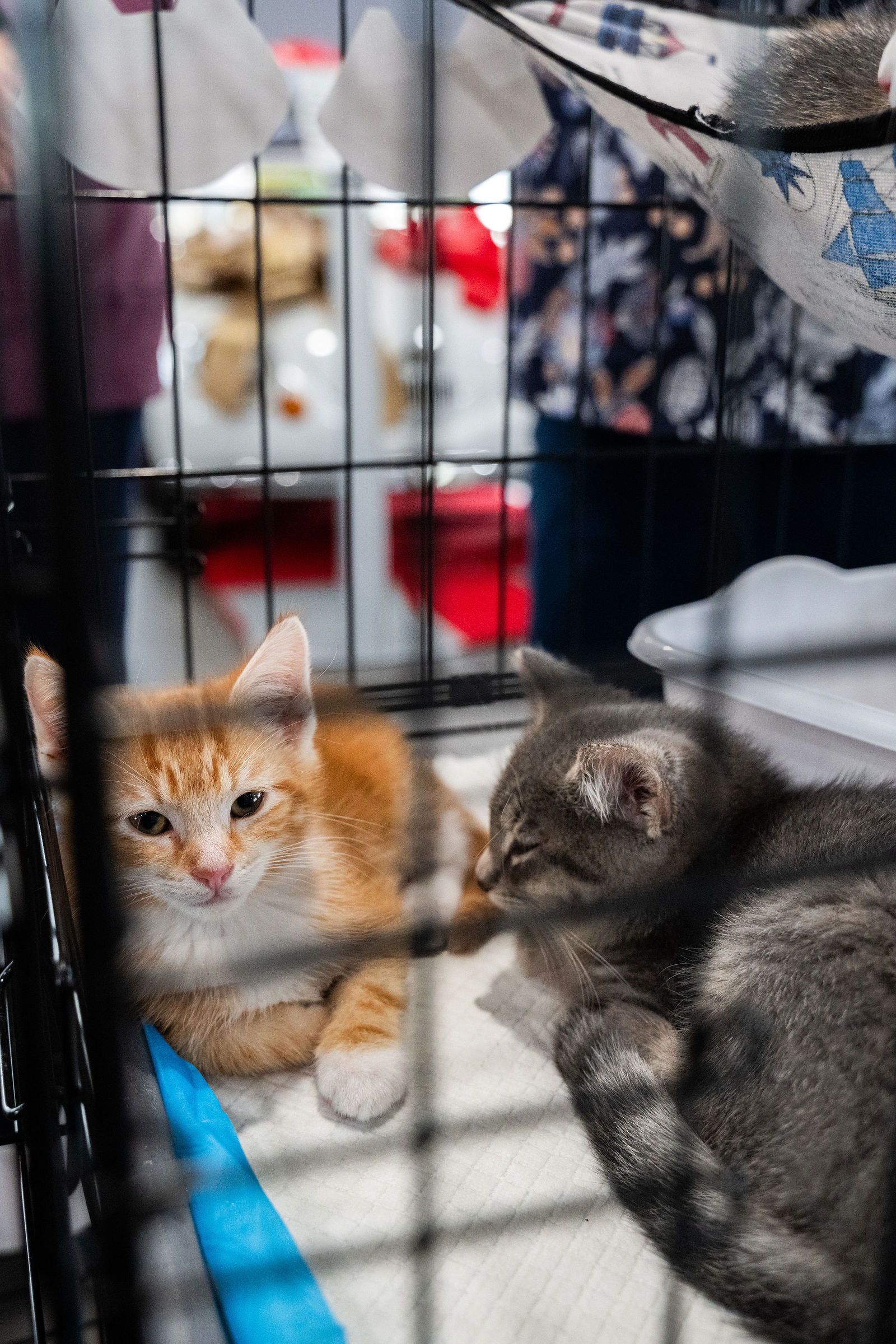 Tips & Tails TNR Adoption Event 27
