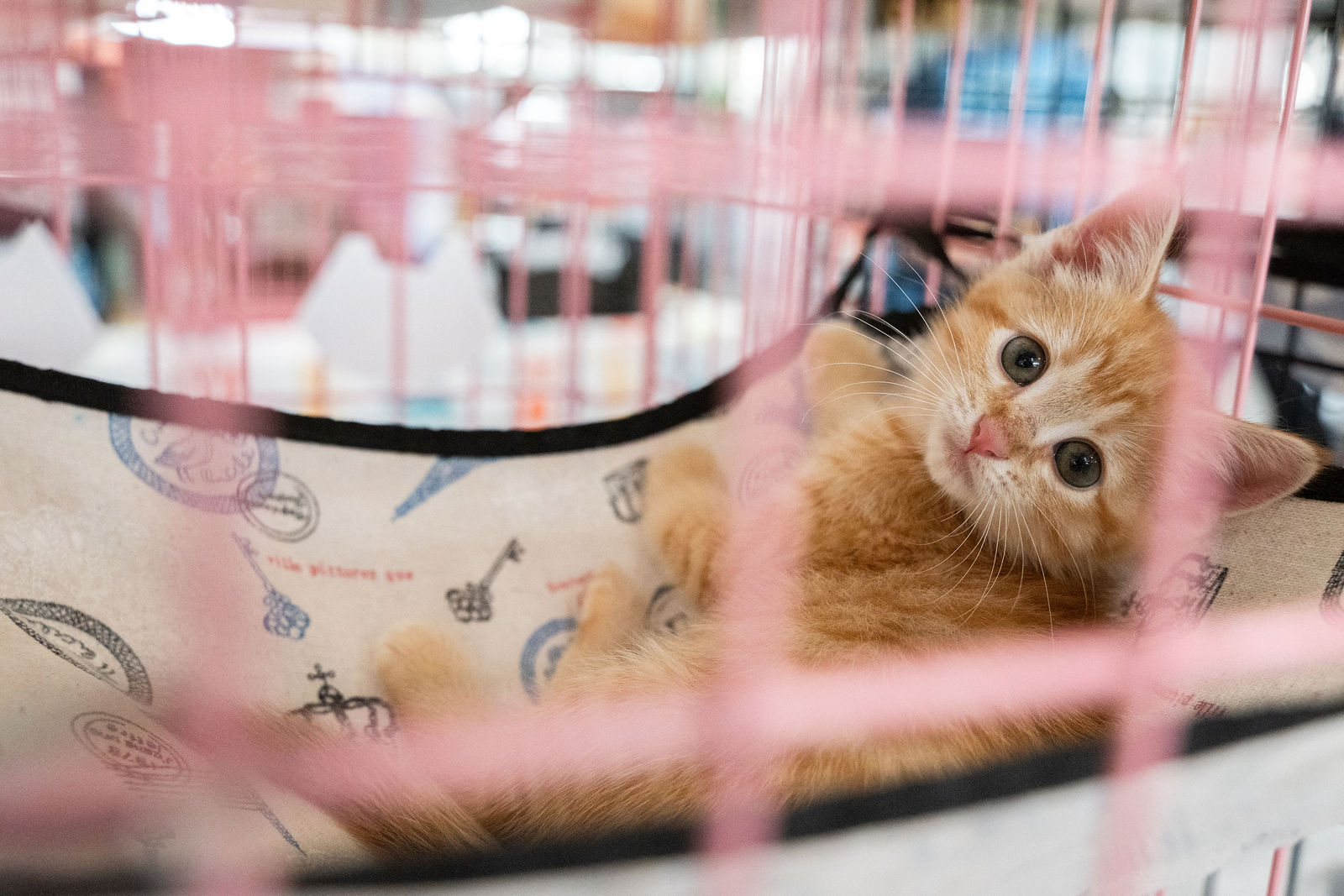 Tips & Tails TNR Adoption Event 71