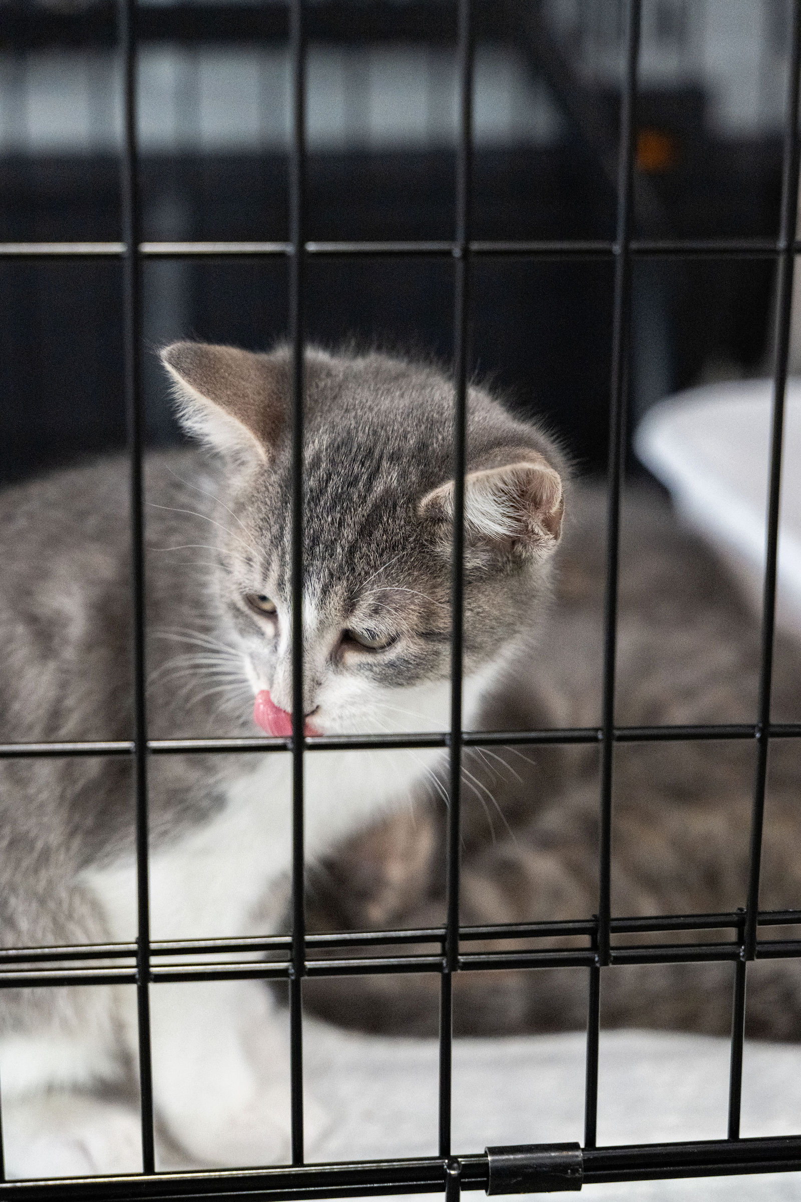 Tips & Tails TNR Adoption Event 67