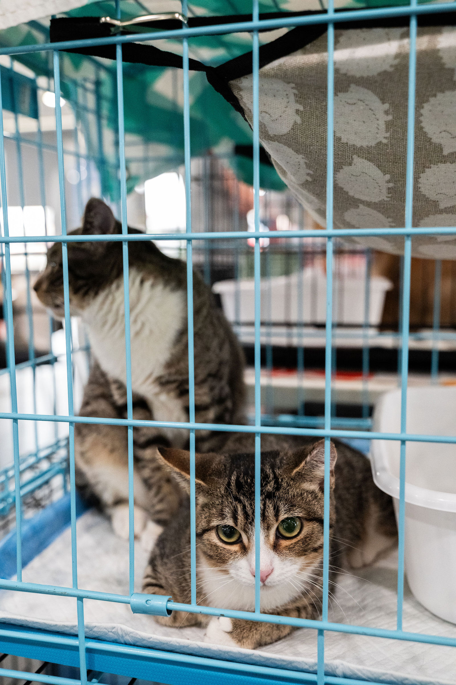Tips & Tails TNR Adoption Event 31