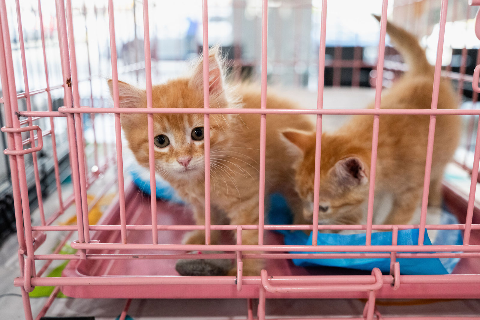 Tips & Tails TNR Adoption Event 25