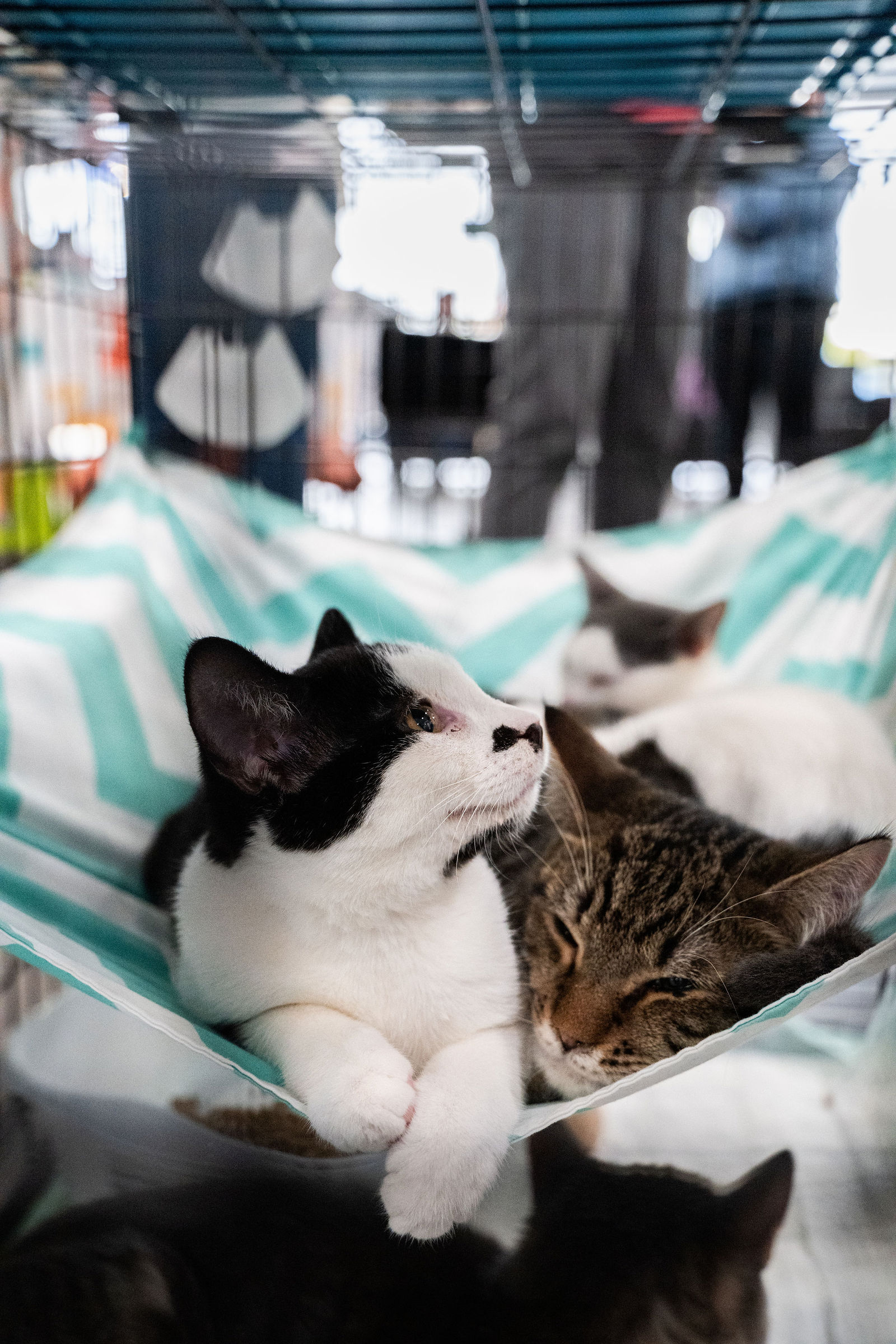 Tips & Tails TNR Adoption Event 34
