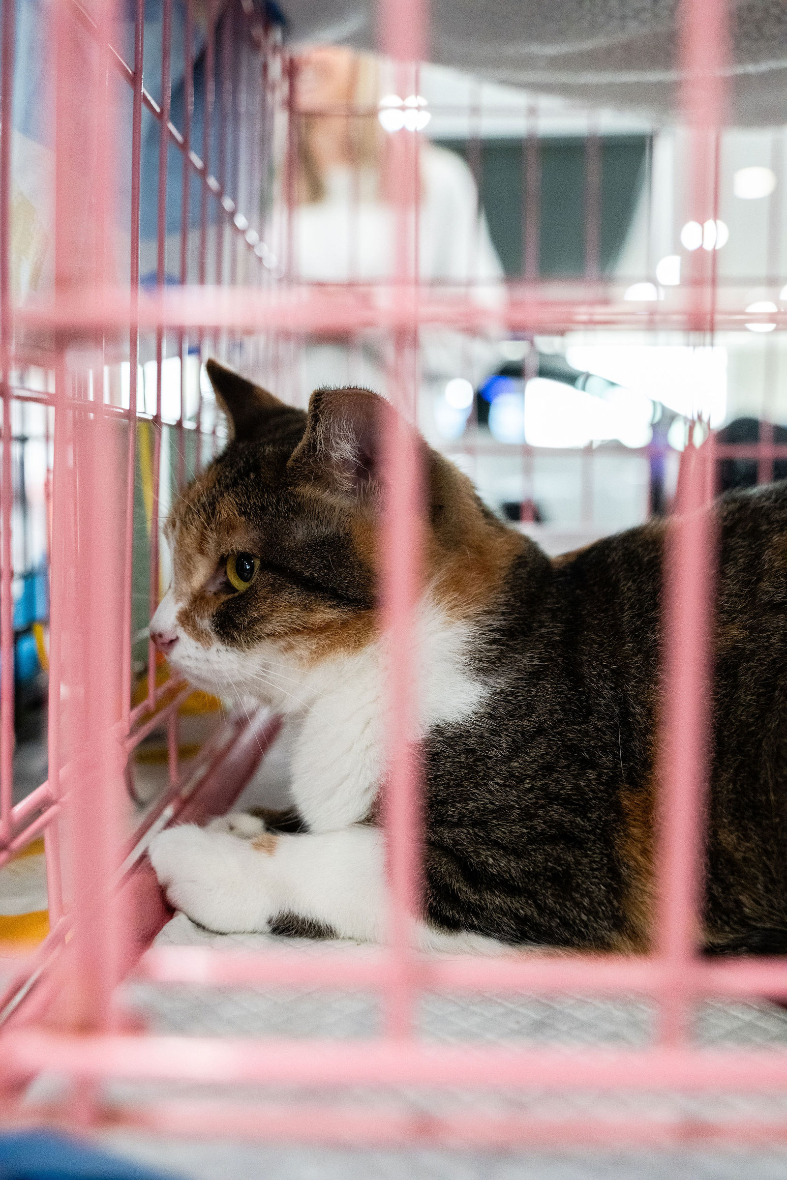 Tips & Tails TNR Adoption Event 29
