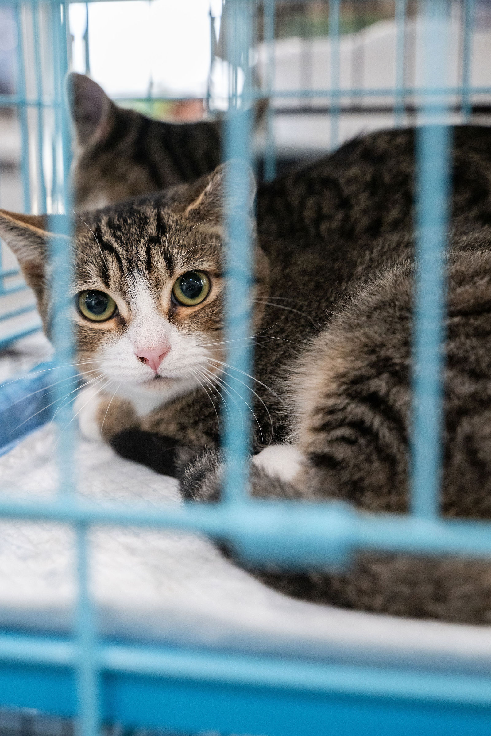 Tips & Tails TNR Adoption Event 74