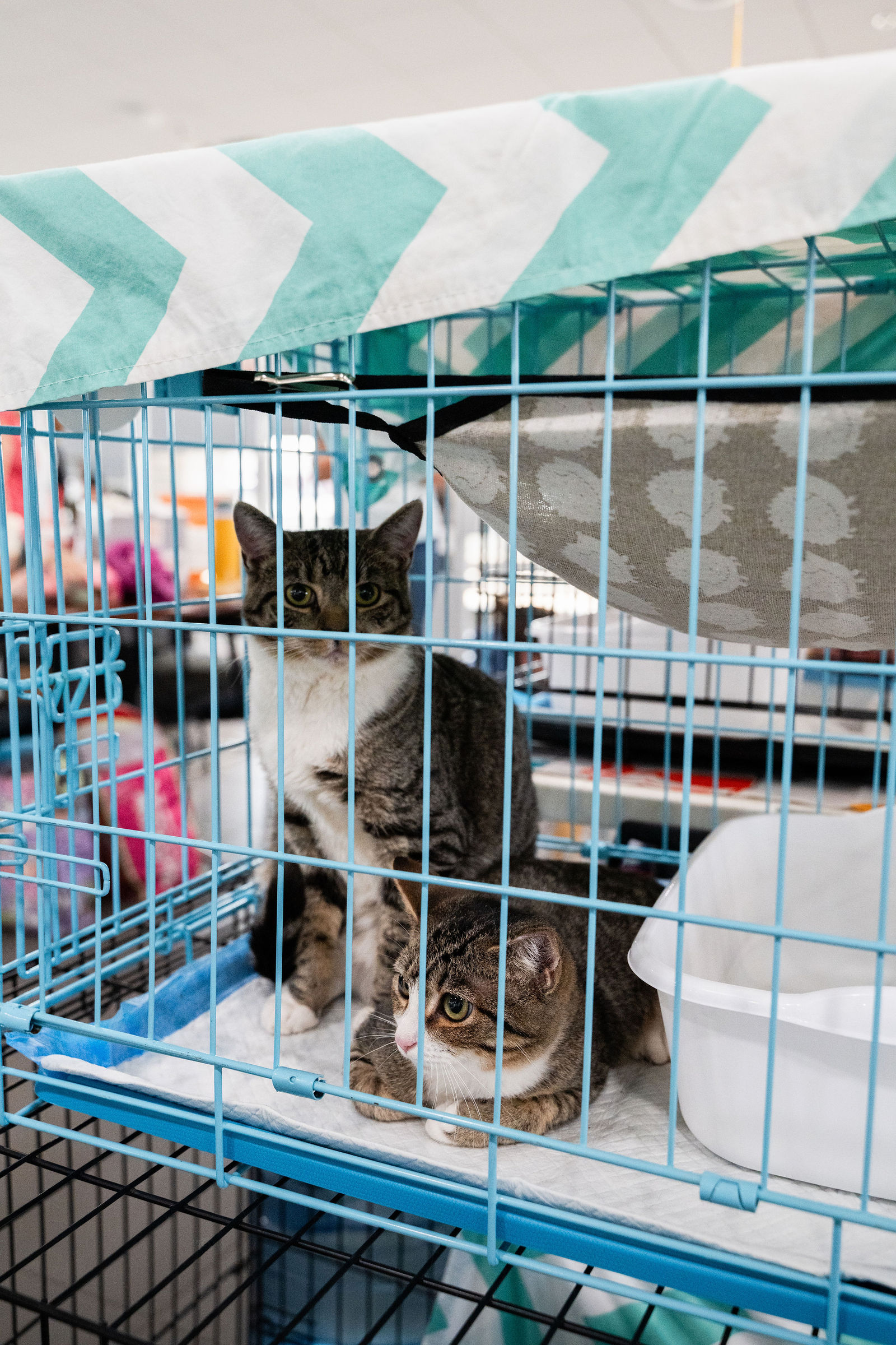 Tips & Tails TNR Adoption Event 87