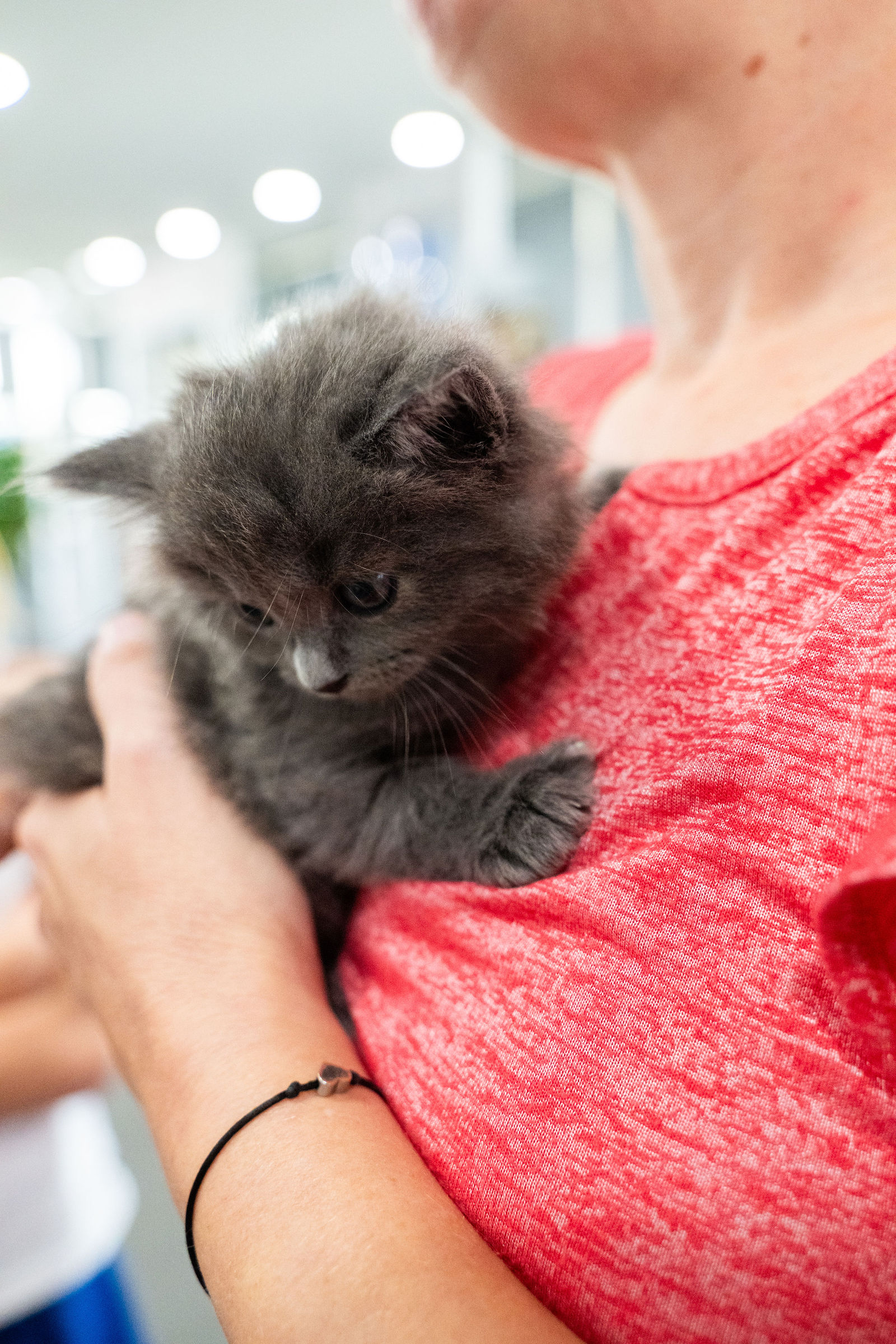 Tips & Tails TNR Adoption Event 8