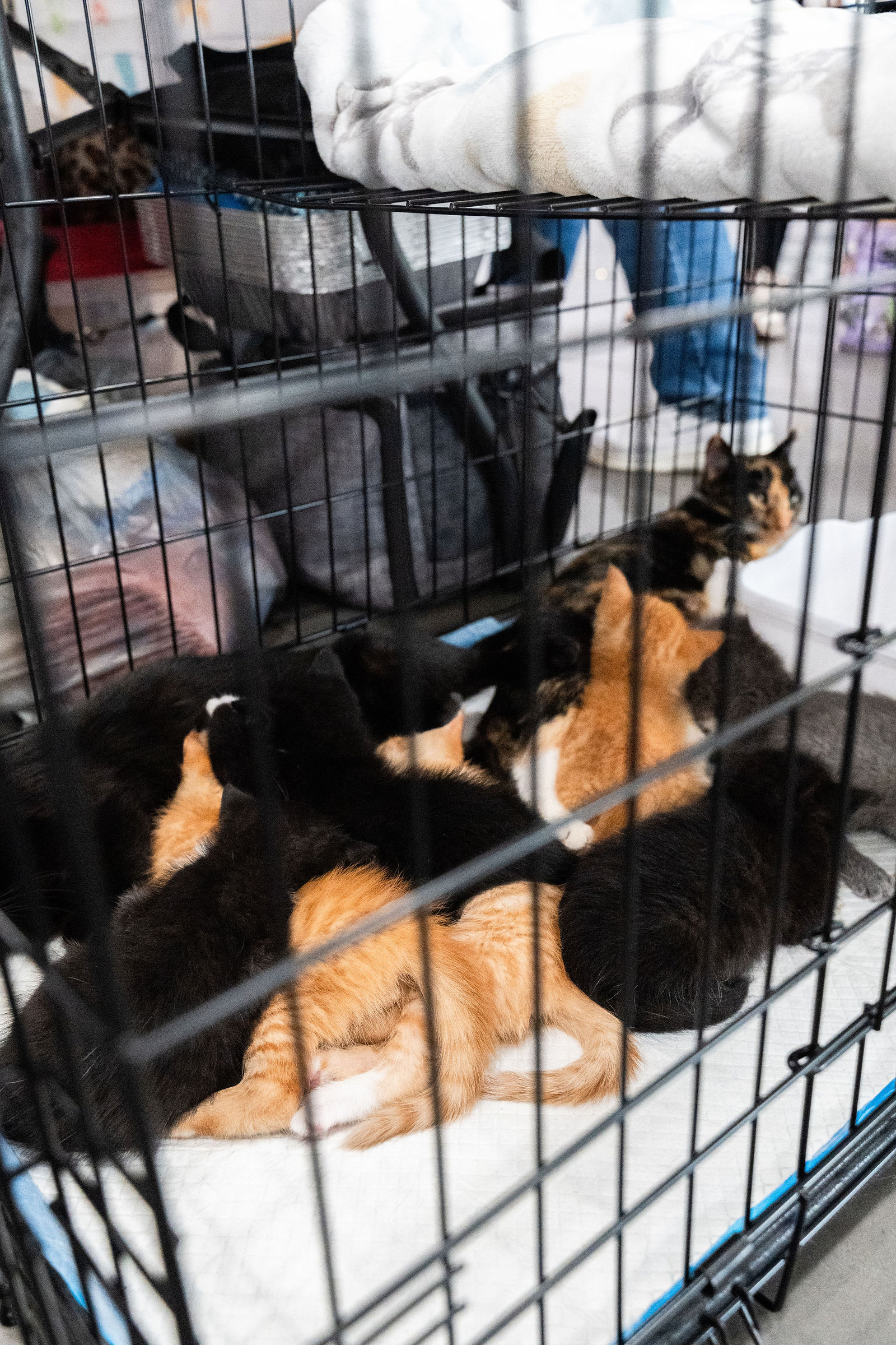 Tips & Tails TNR Adoption Event 57