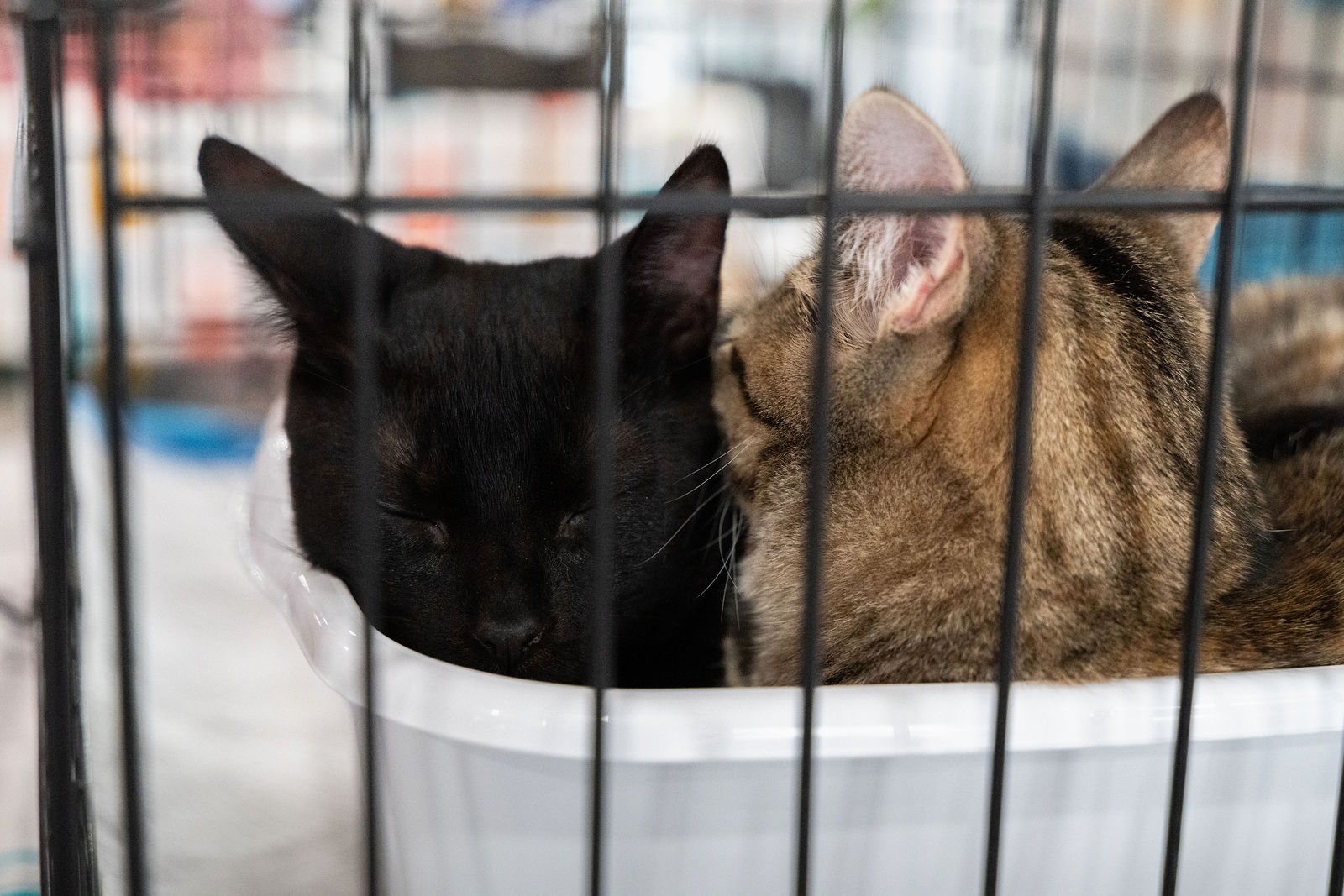 Tips & Tails TNR Adoption Event 69
