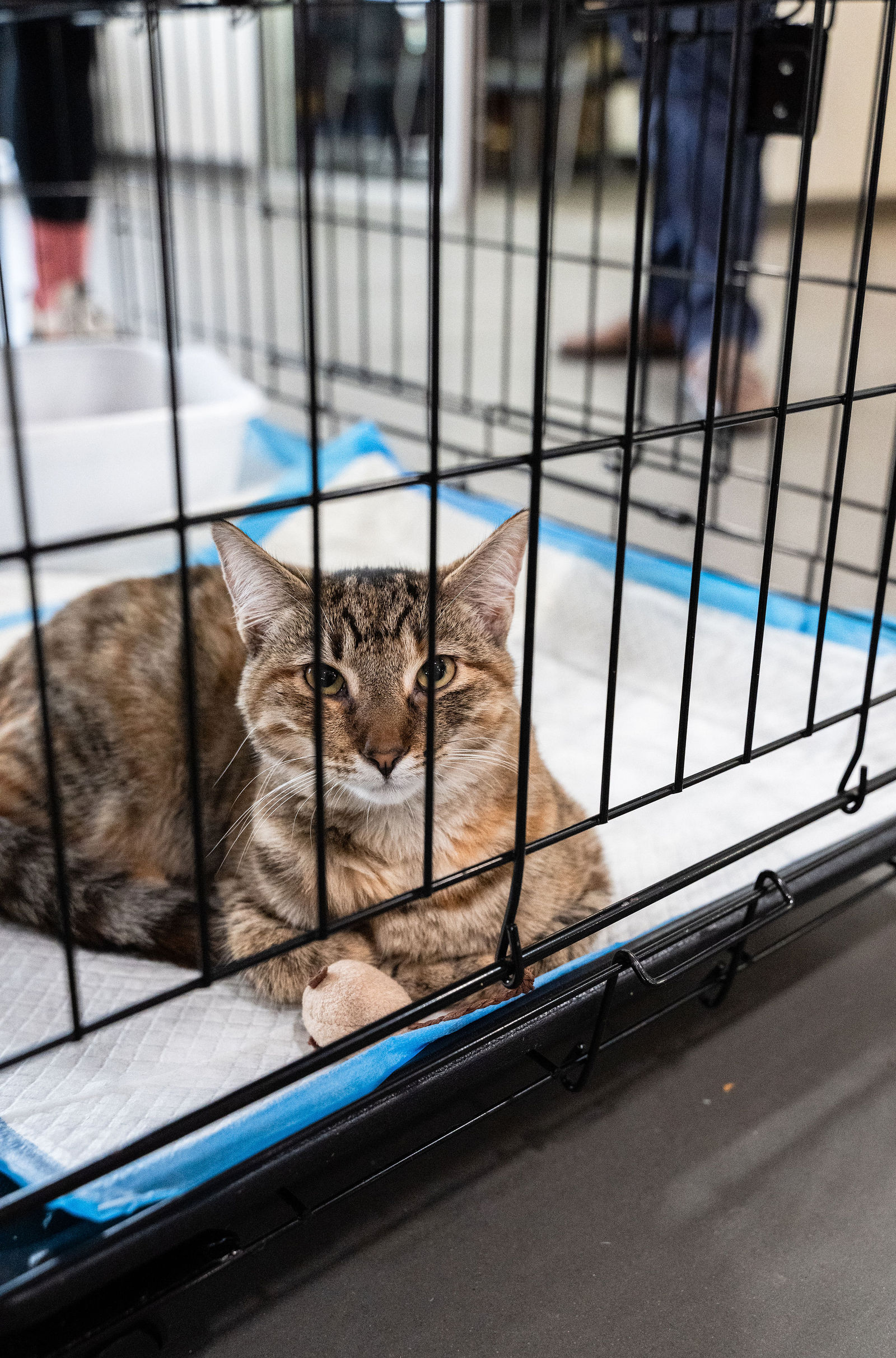 Tips & Tails TNR Adoption Event 24