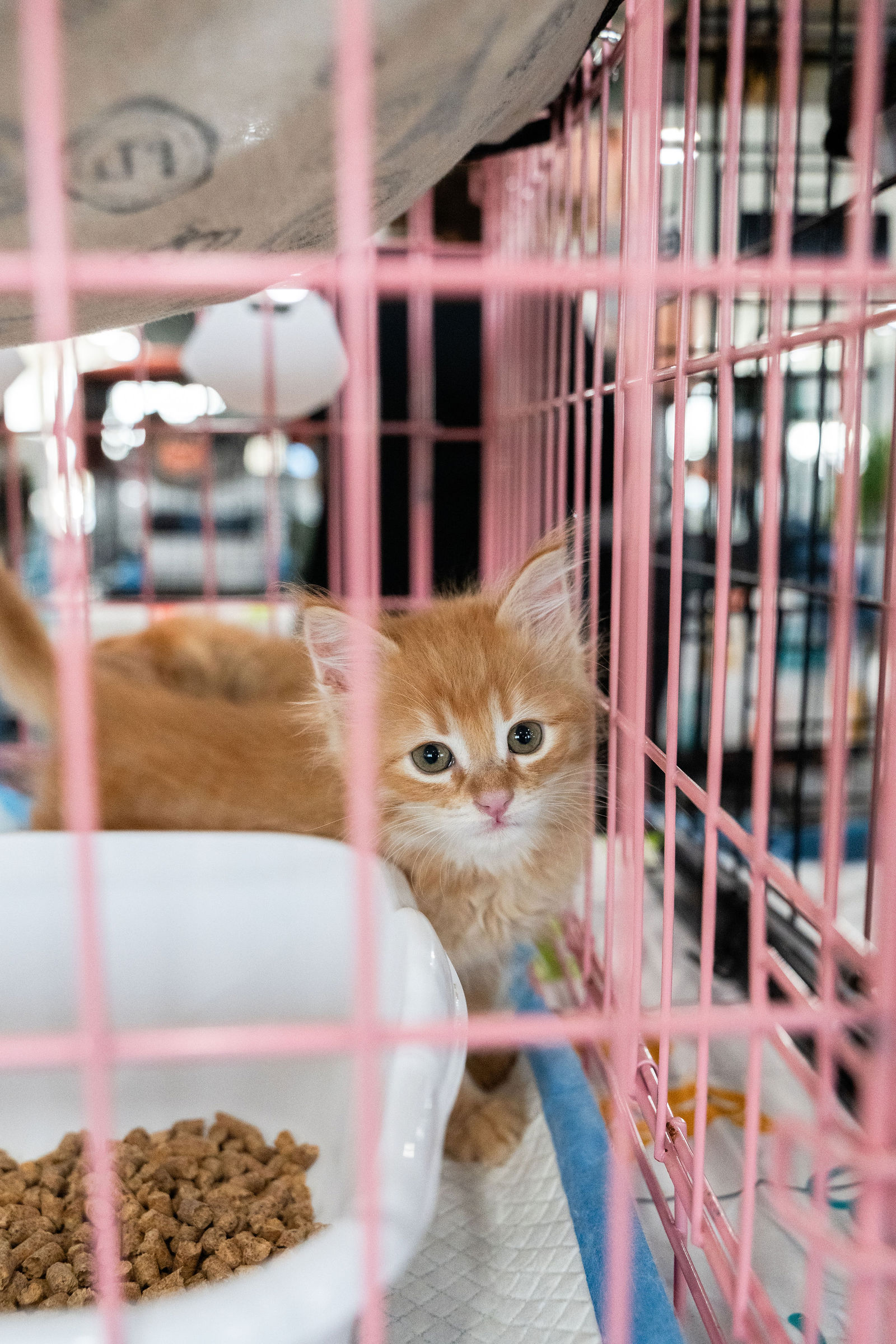 Tips & Tails TNR Adoption Event 2