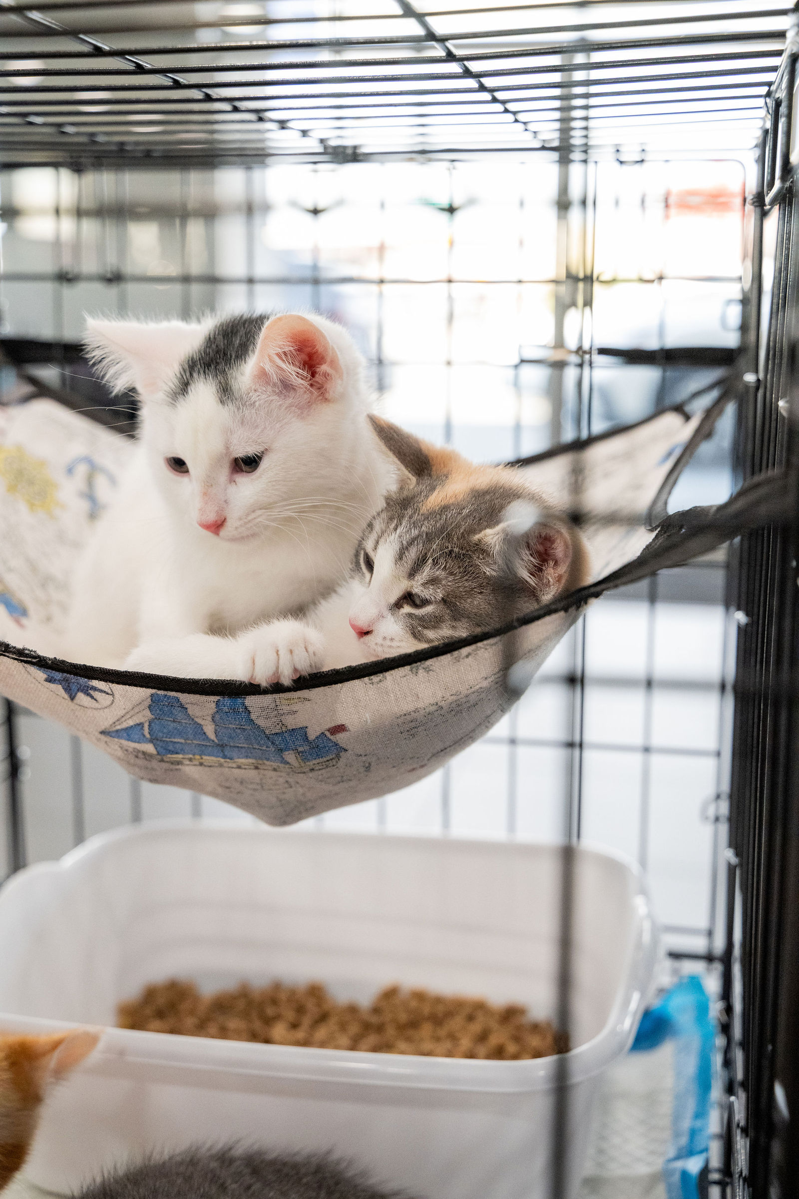 Tips & Tails TNR Adoption Event 61