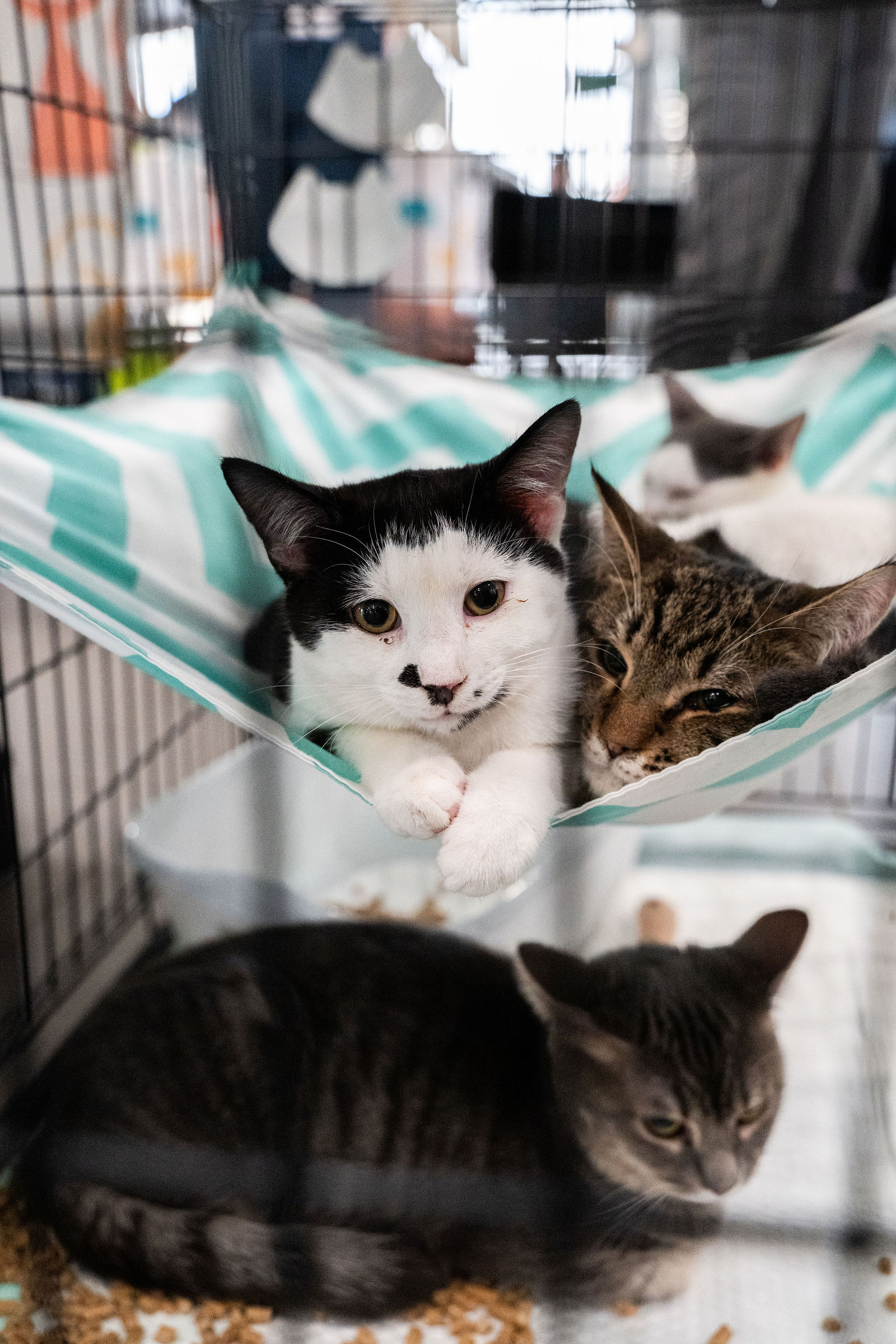 Tips & Tails TNR Adoption Event 33