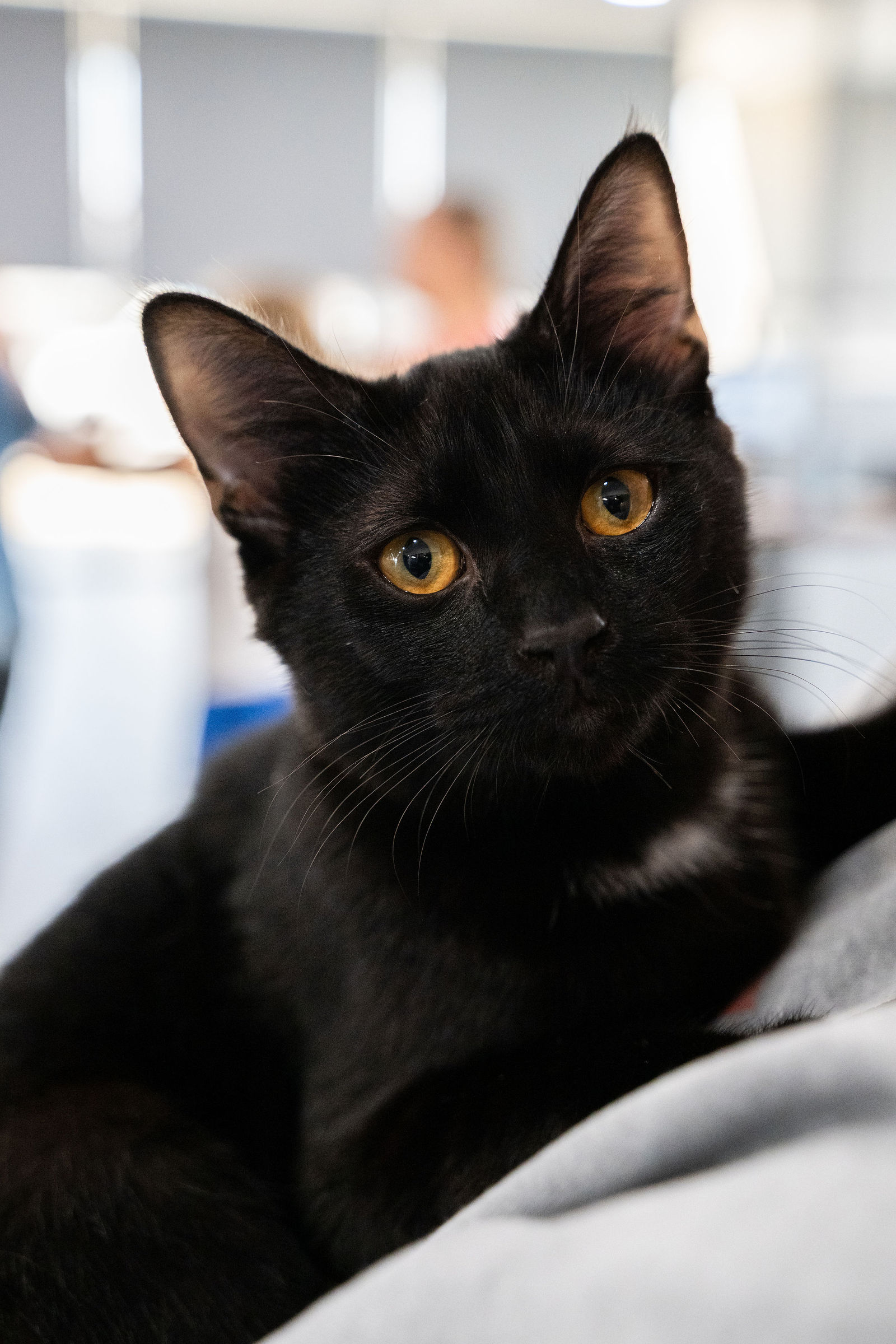 Tips & Tails TNR Adoption Event 72