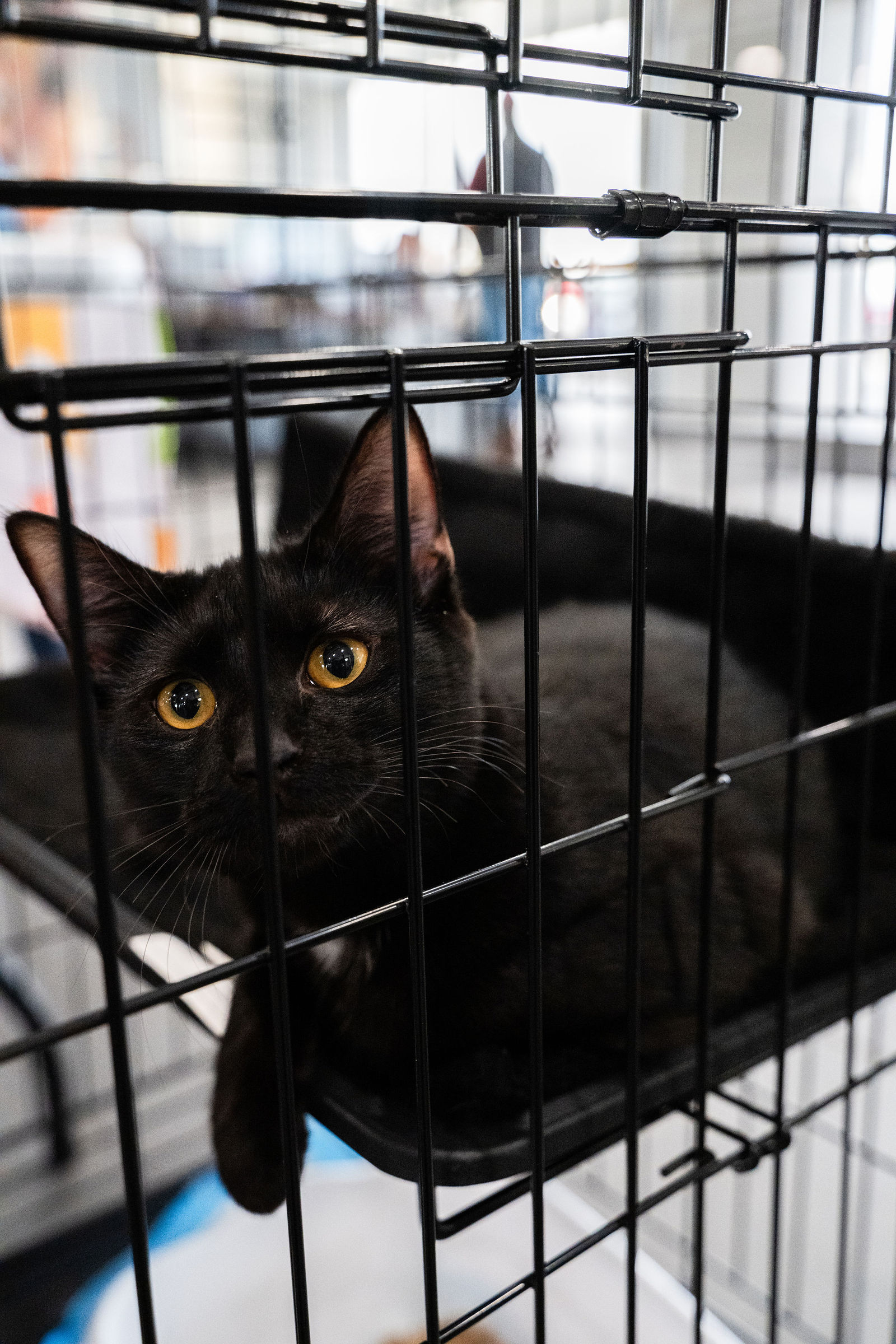 Tips & Tails TNR Adoption Event 23