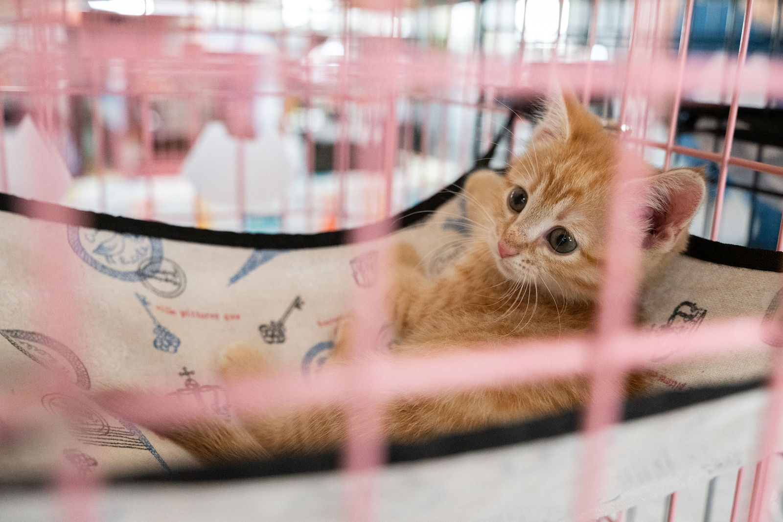 Tips & Tails TNR Adoption Event 70