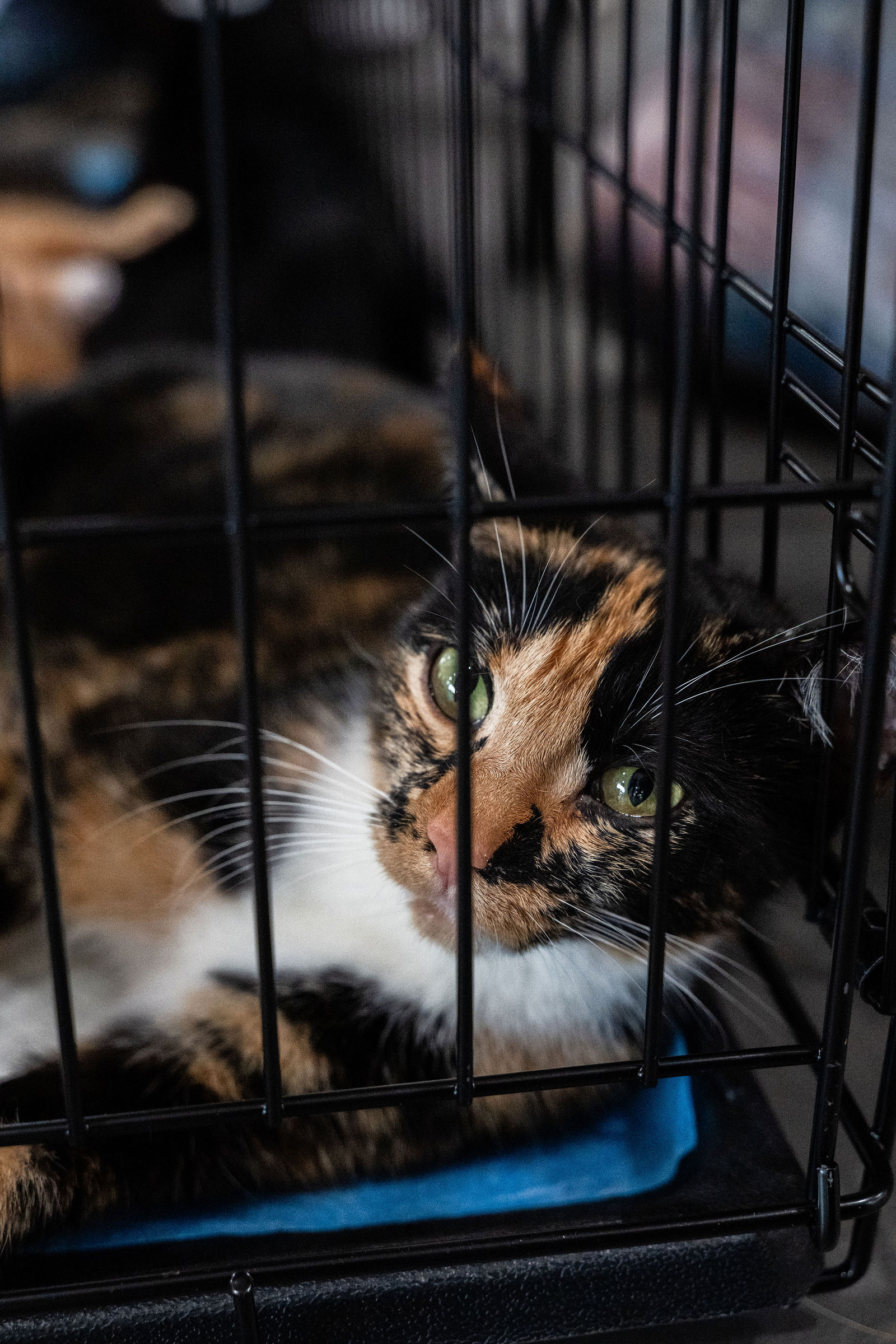 Tips & Tails TNR Adoption Event 40