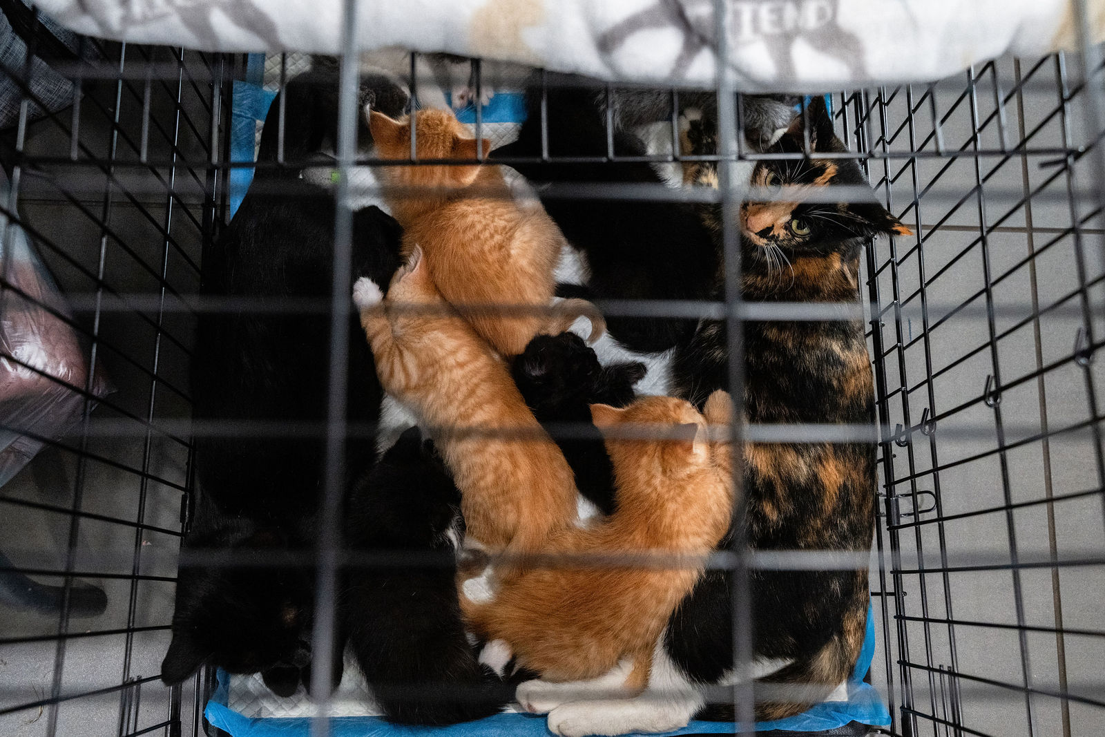 Tips & Tails TNR Adoption Event 6
