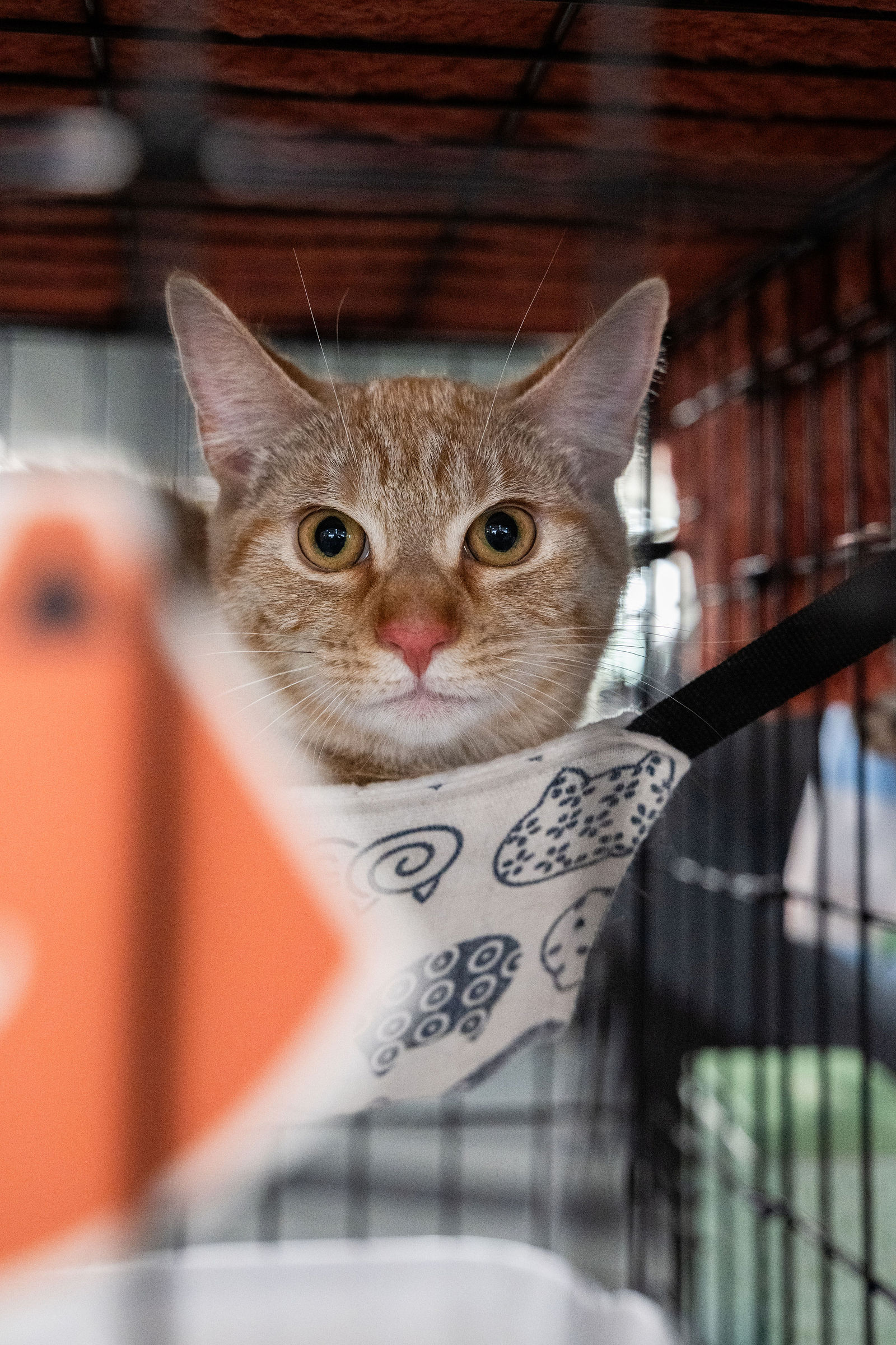 Tips & Tails TNR Adoption Event 51