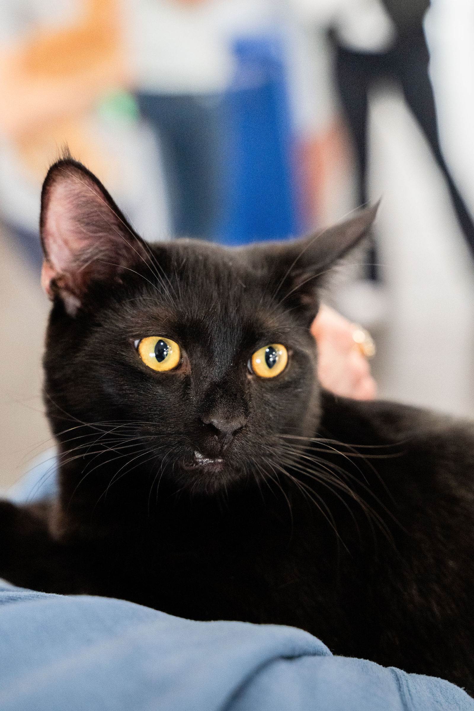 Tips & Tails TNR Adoption Event 48