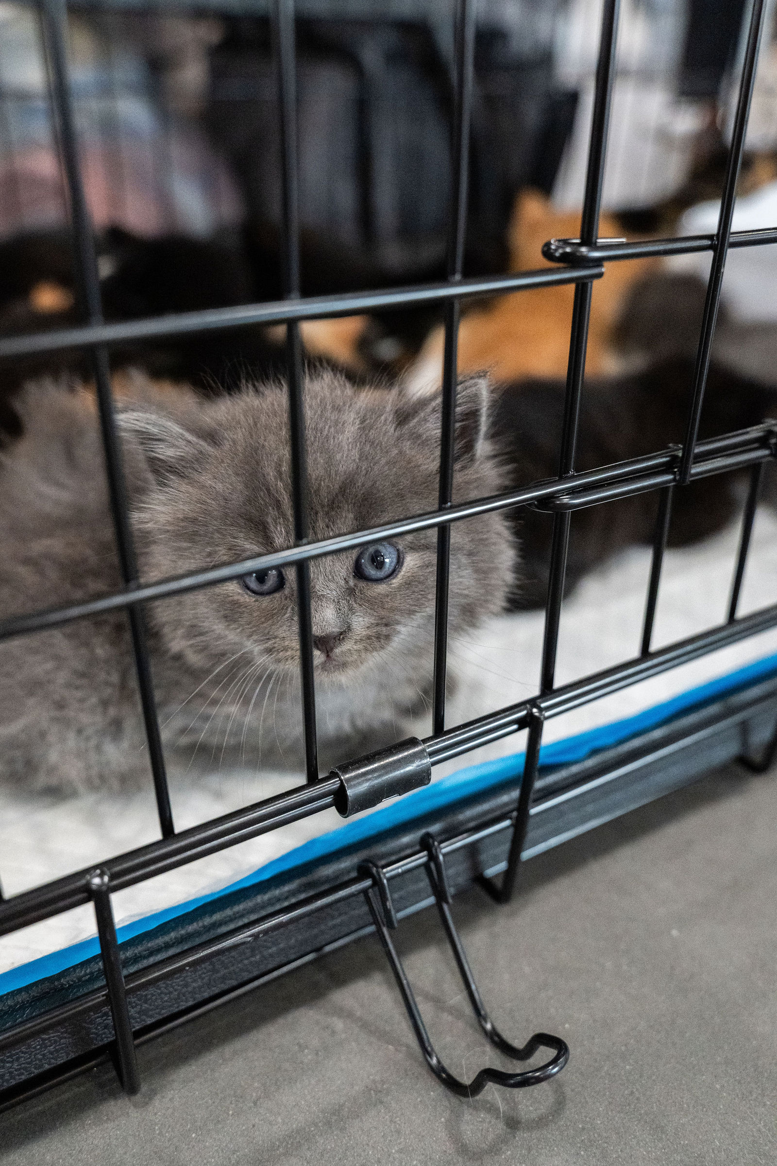 Tips & Tails TNR Adoption Event 58