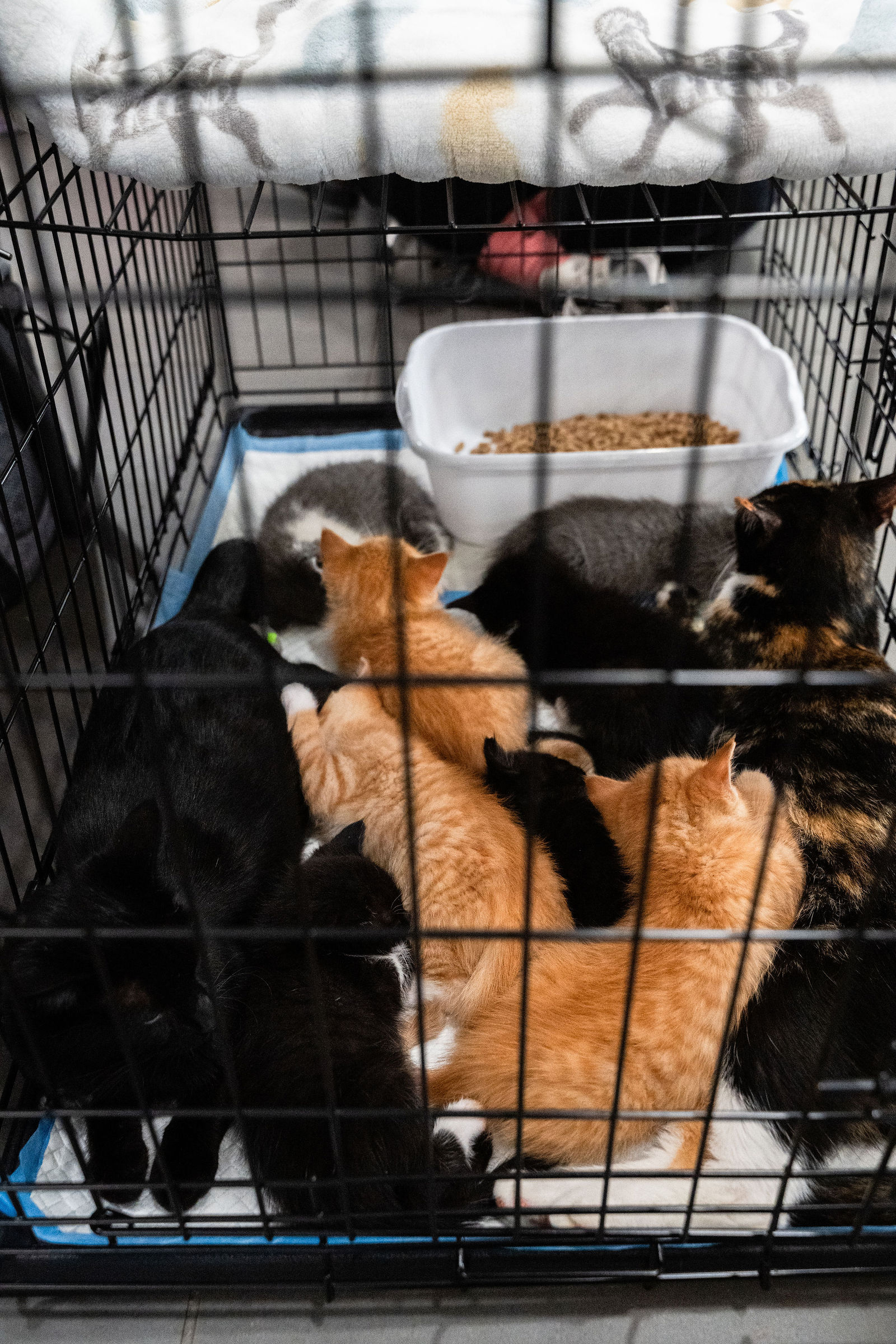 Tips & Tails TNR Adoption Event 5