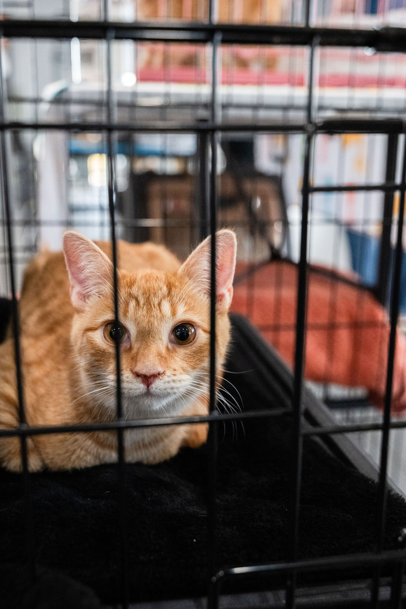 Tips & Tails TNR Adoption Event 22