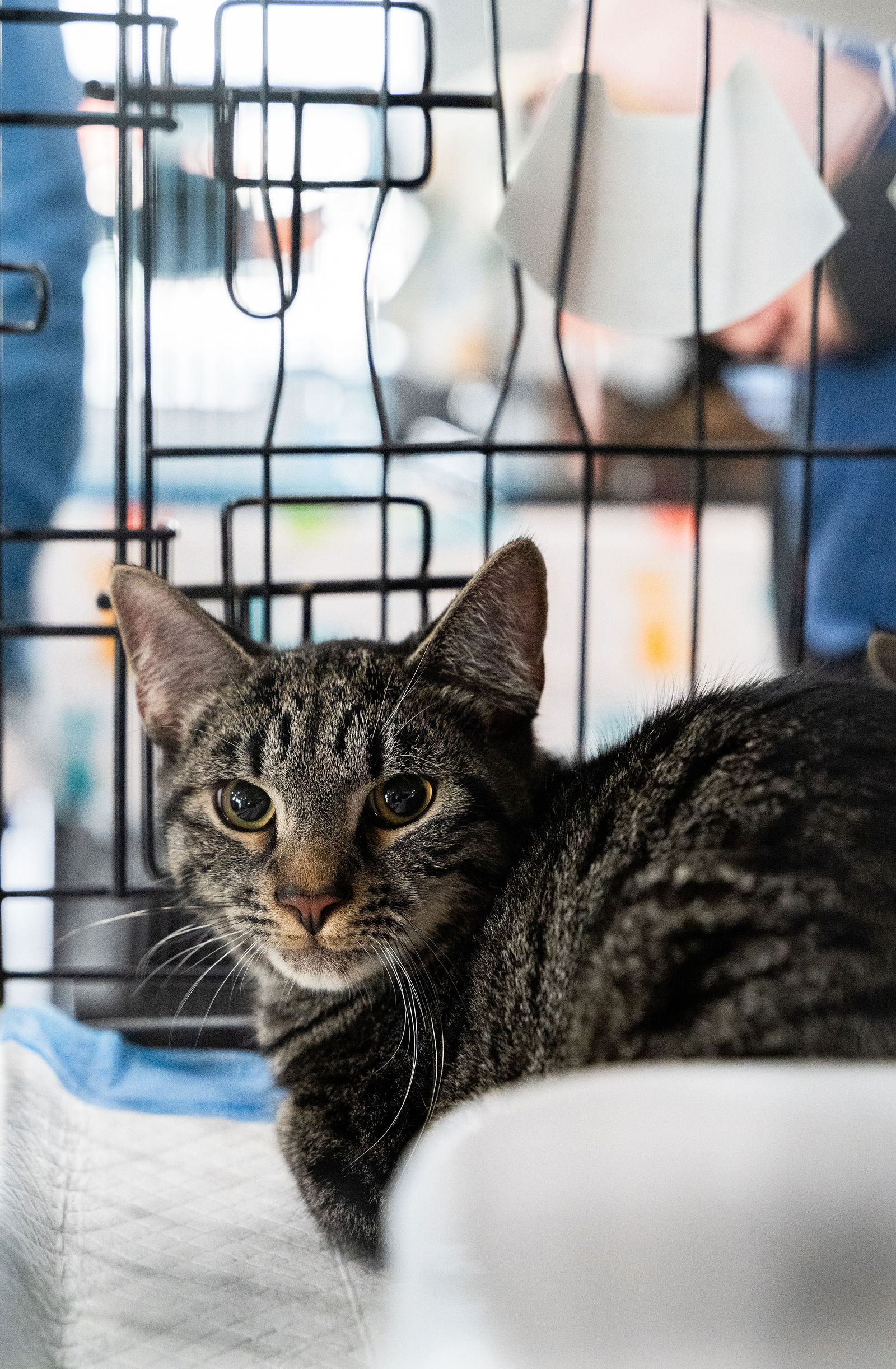 Tips & Tails TNR Adoption Event 41