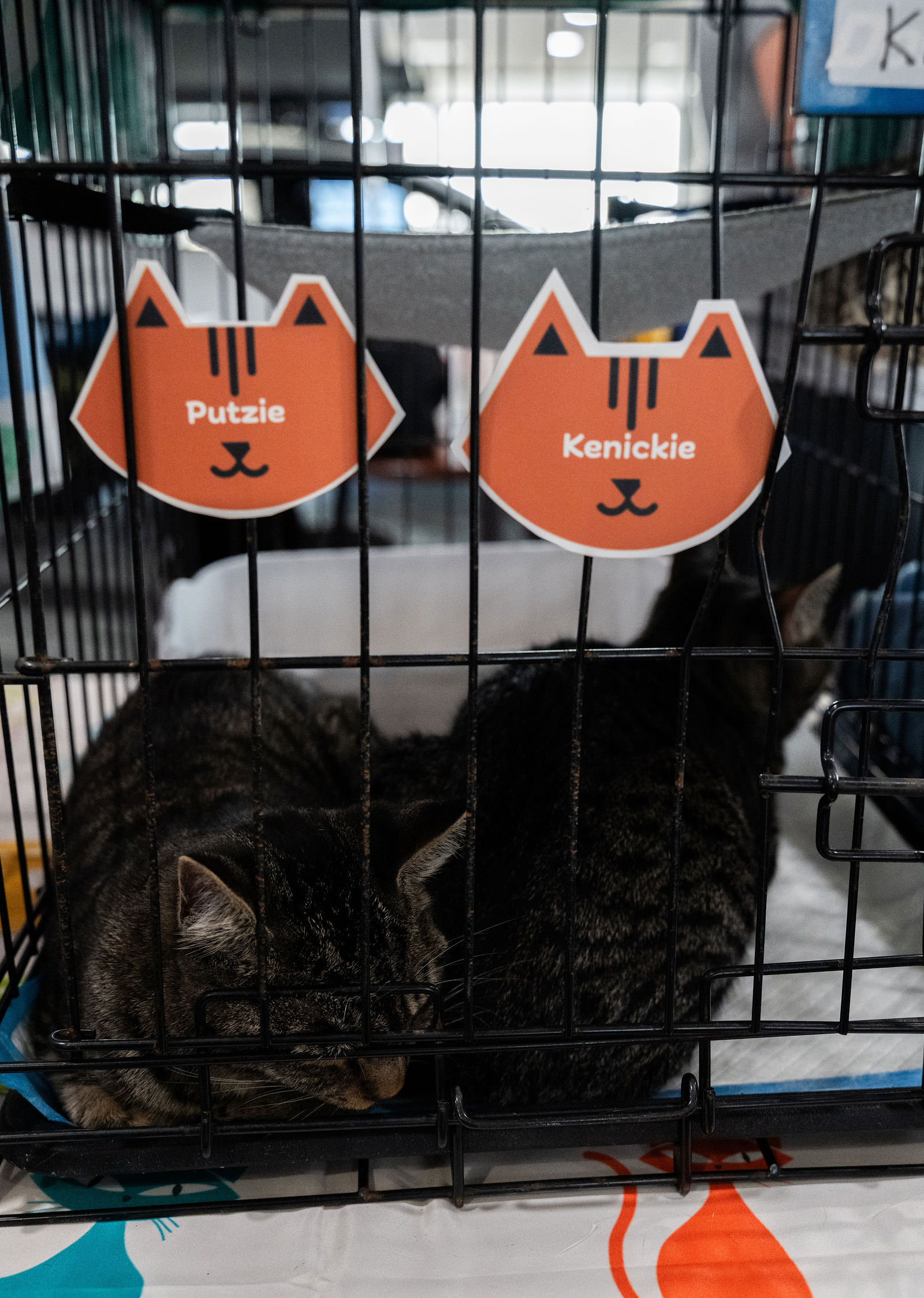 Tips & Tails TNR Adoption Event 28