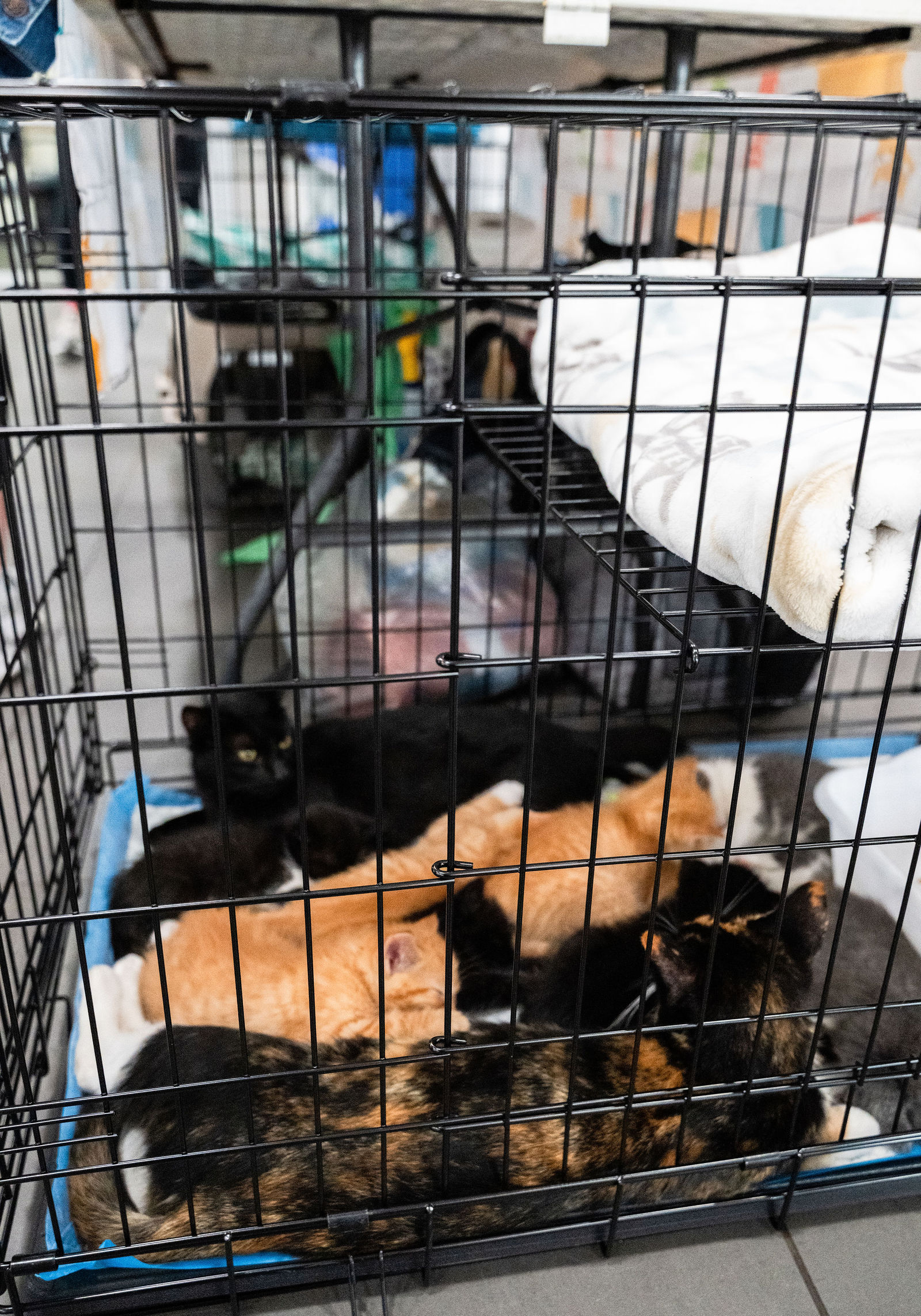 Tips & Tails TNR Adoption Event 10