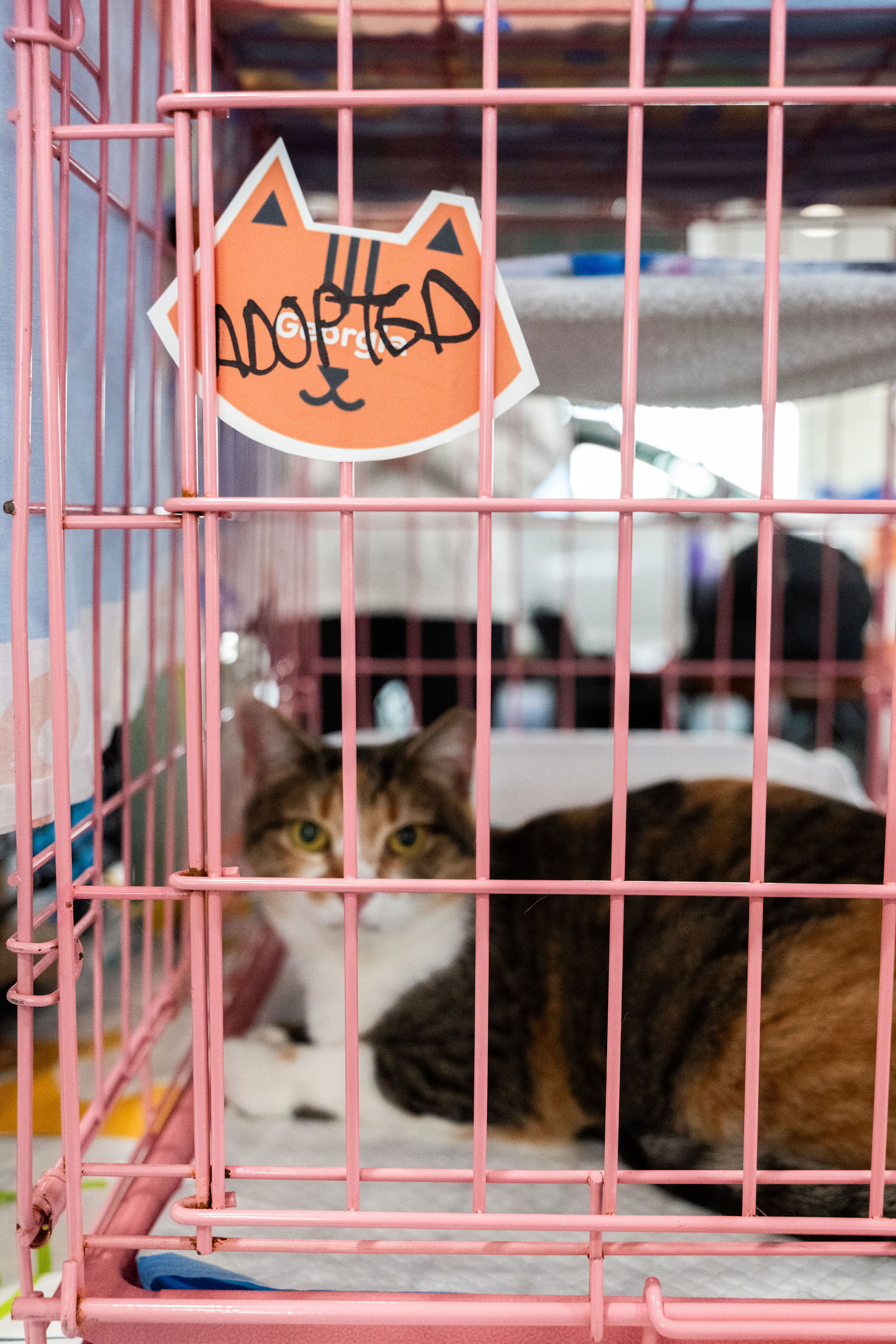 Tips & Tails TNR Adoption Event 30