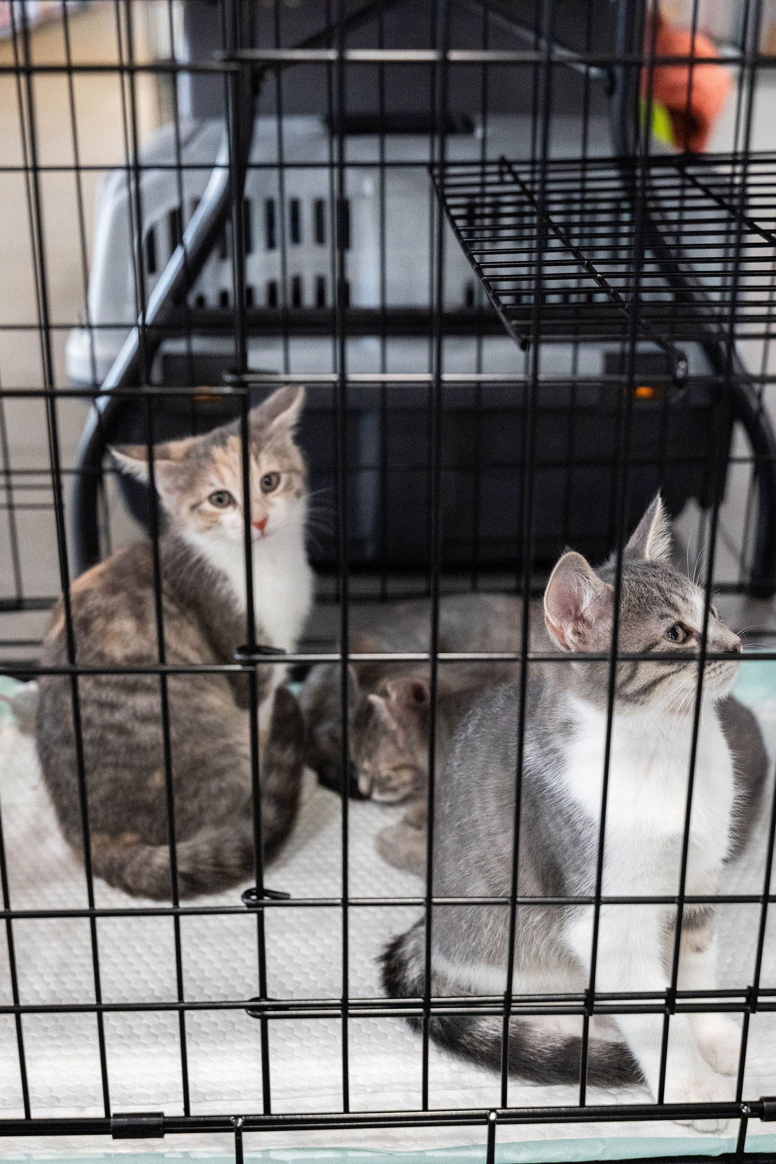 Tips & Tails TNR Adoption Event 15
