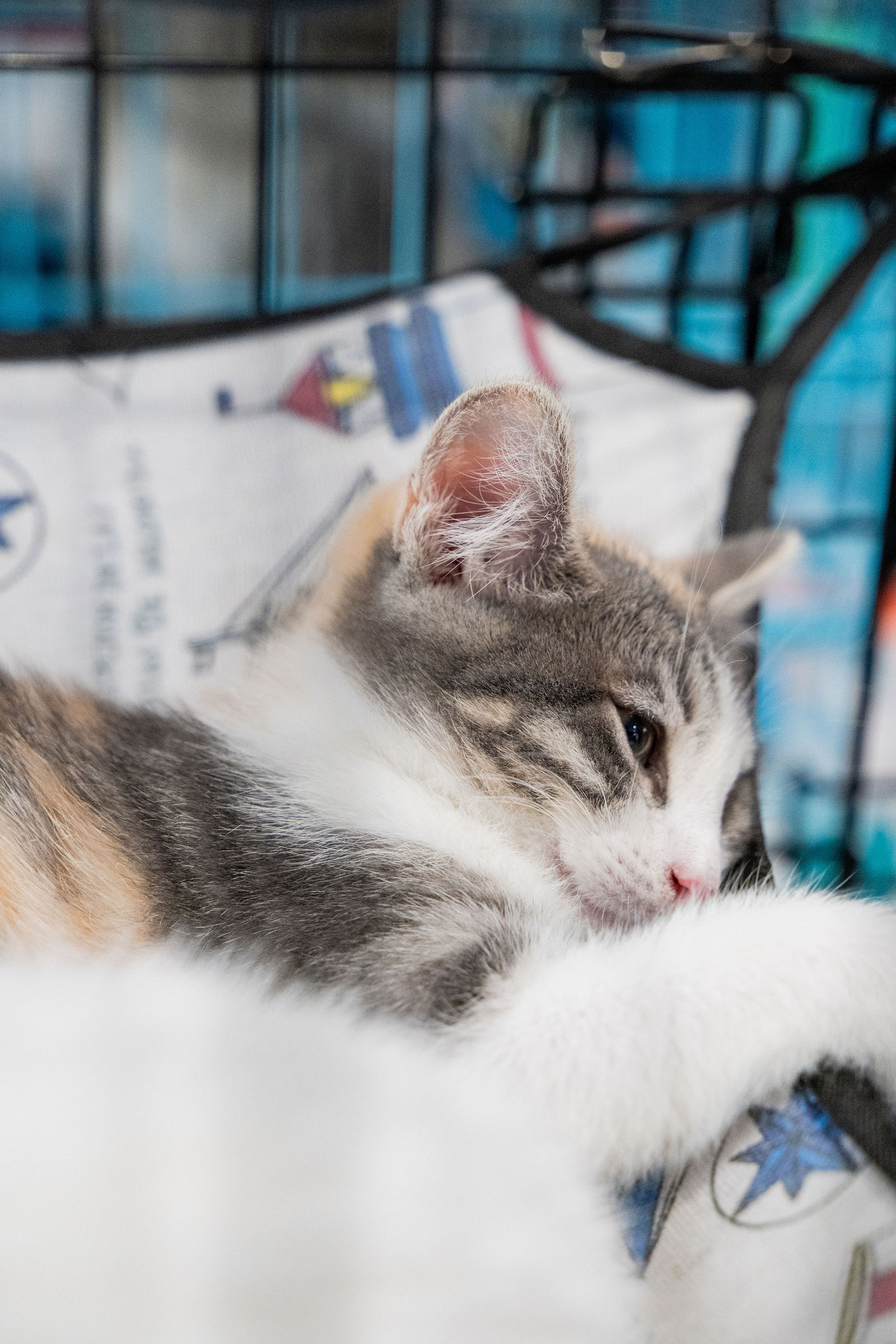 Tips & Tails TNR Adoption Event 65