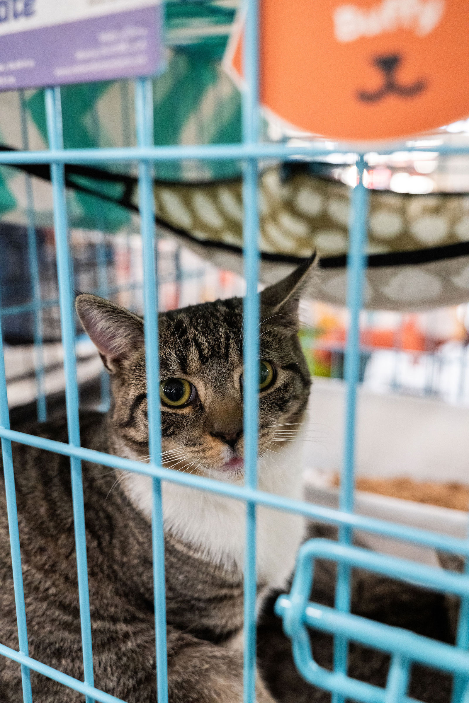 Tips & Tails TNR Adoption Event 32