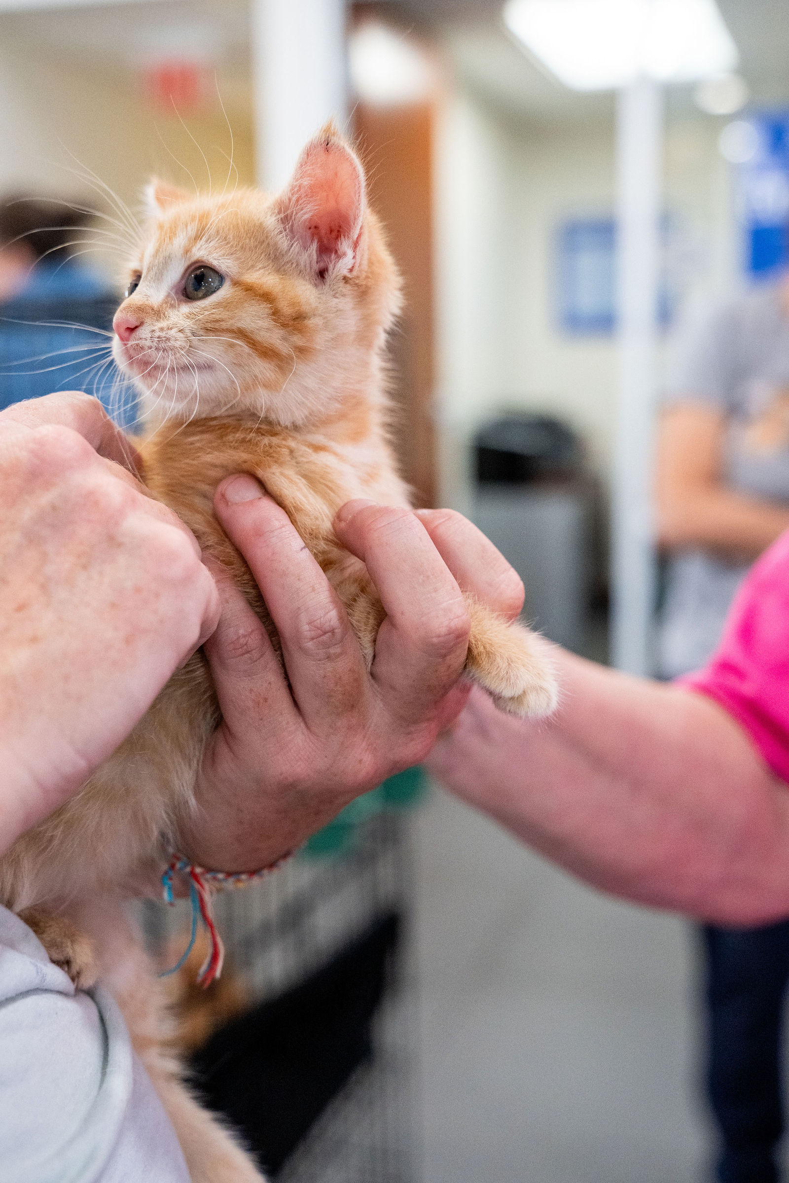 Tips & Tails TNR Adoption Event 62
