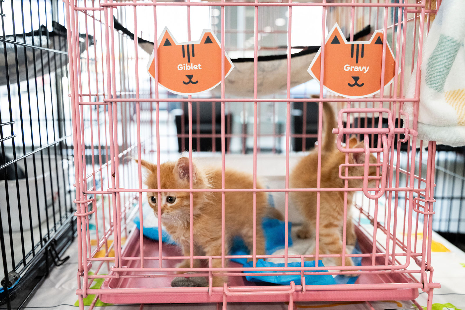 Tips & Tails TNR Adoption Event 26