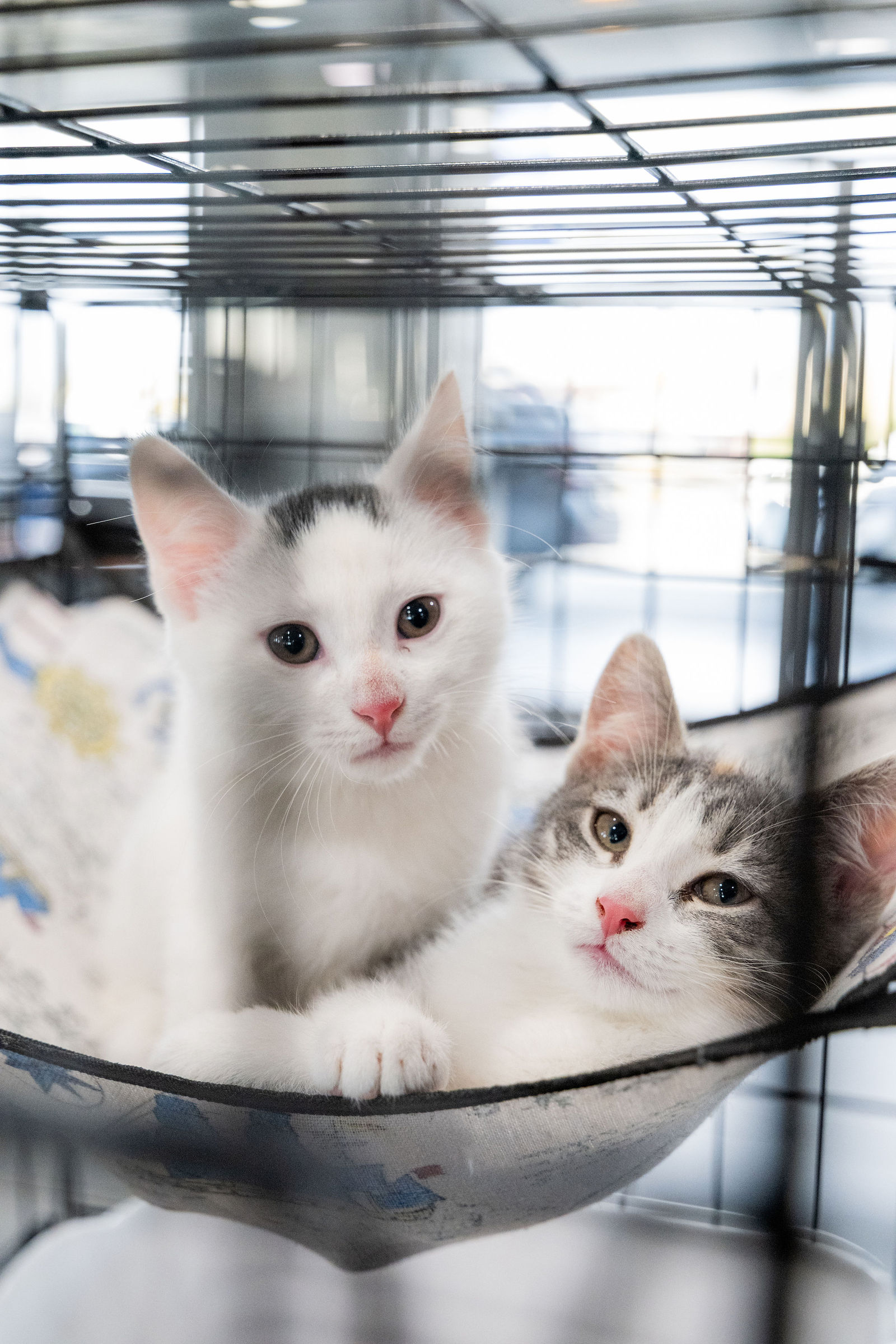 Tips & Tails TNR Adoption Event 60