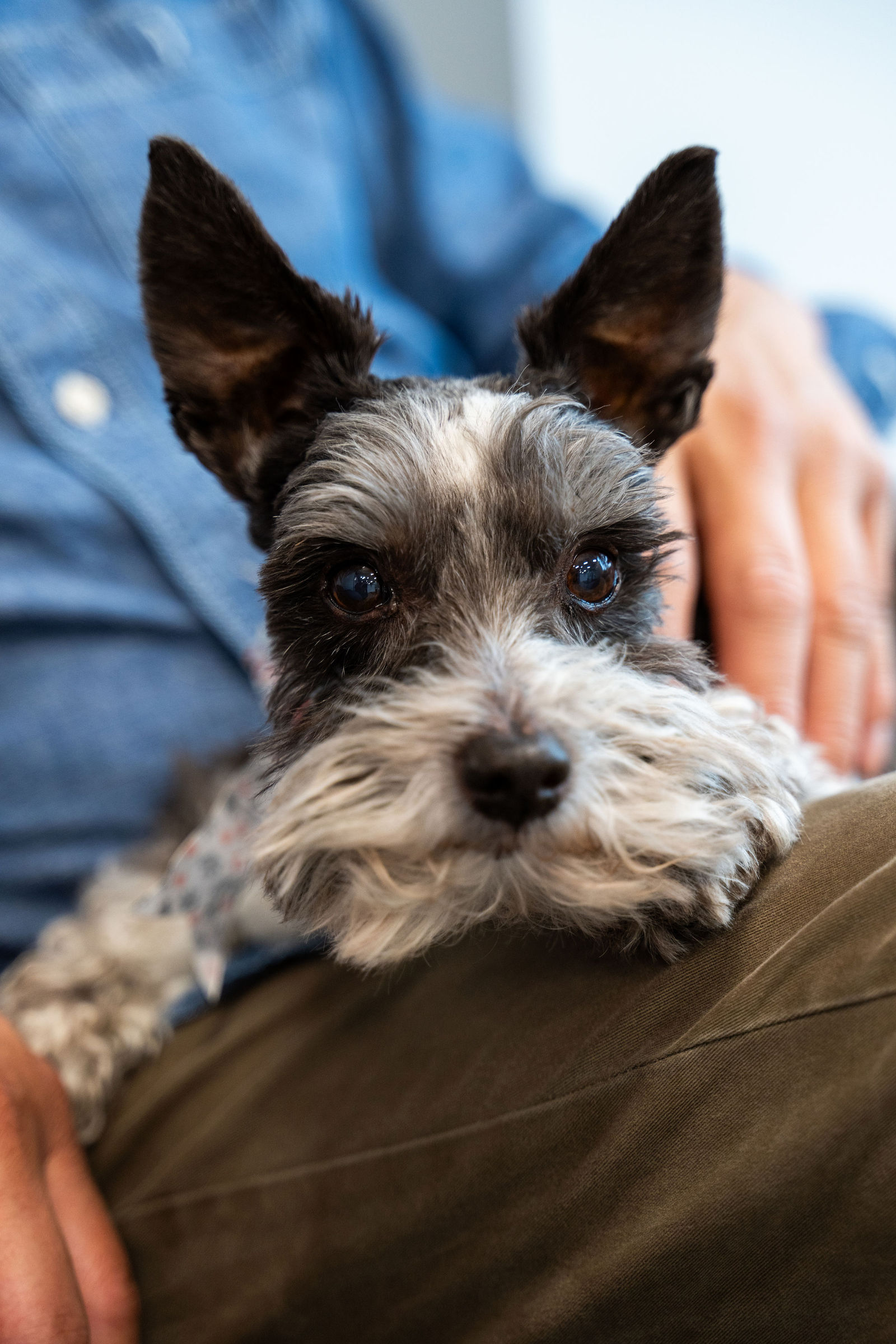 Charlotte Companion Animal Hospital 26