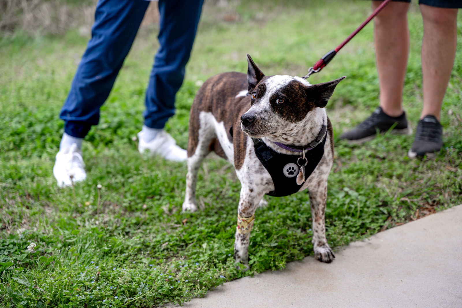 Charlotte Companion Animal Hospital 43